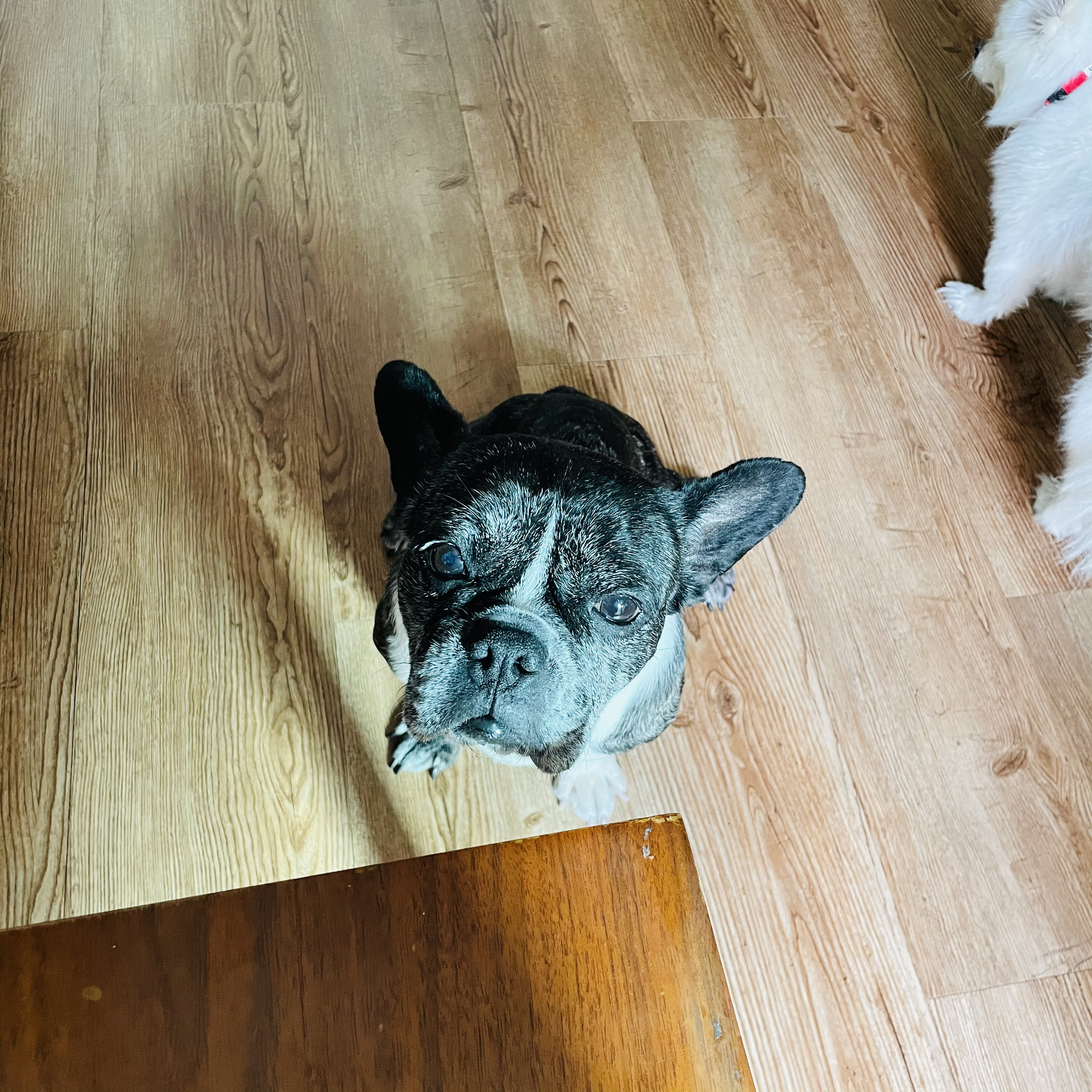 호이 임보 일기