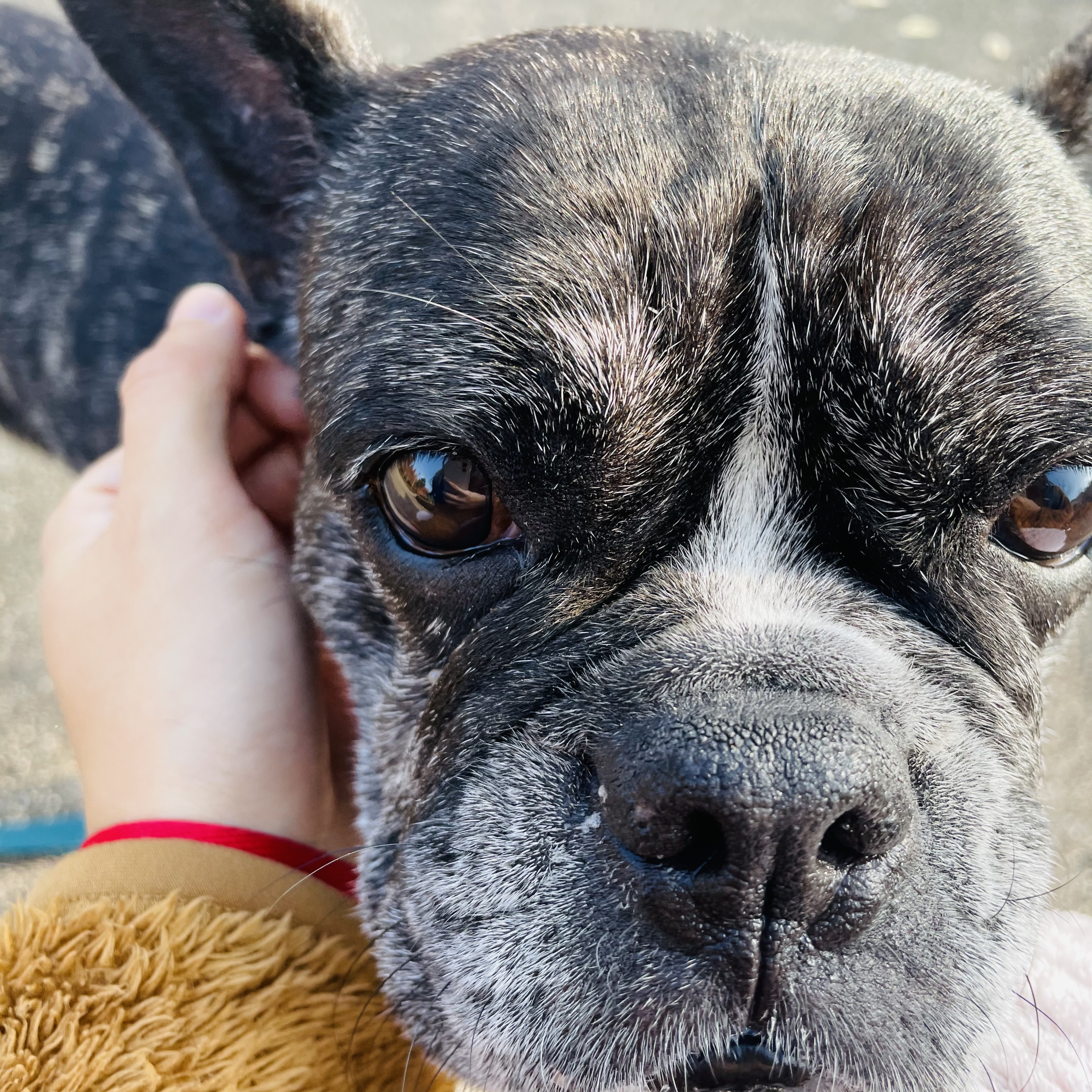 호이 임보 일기