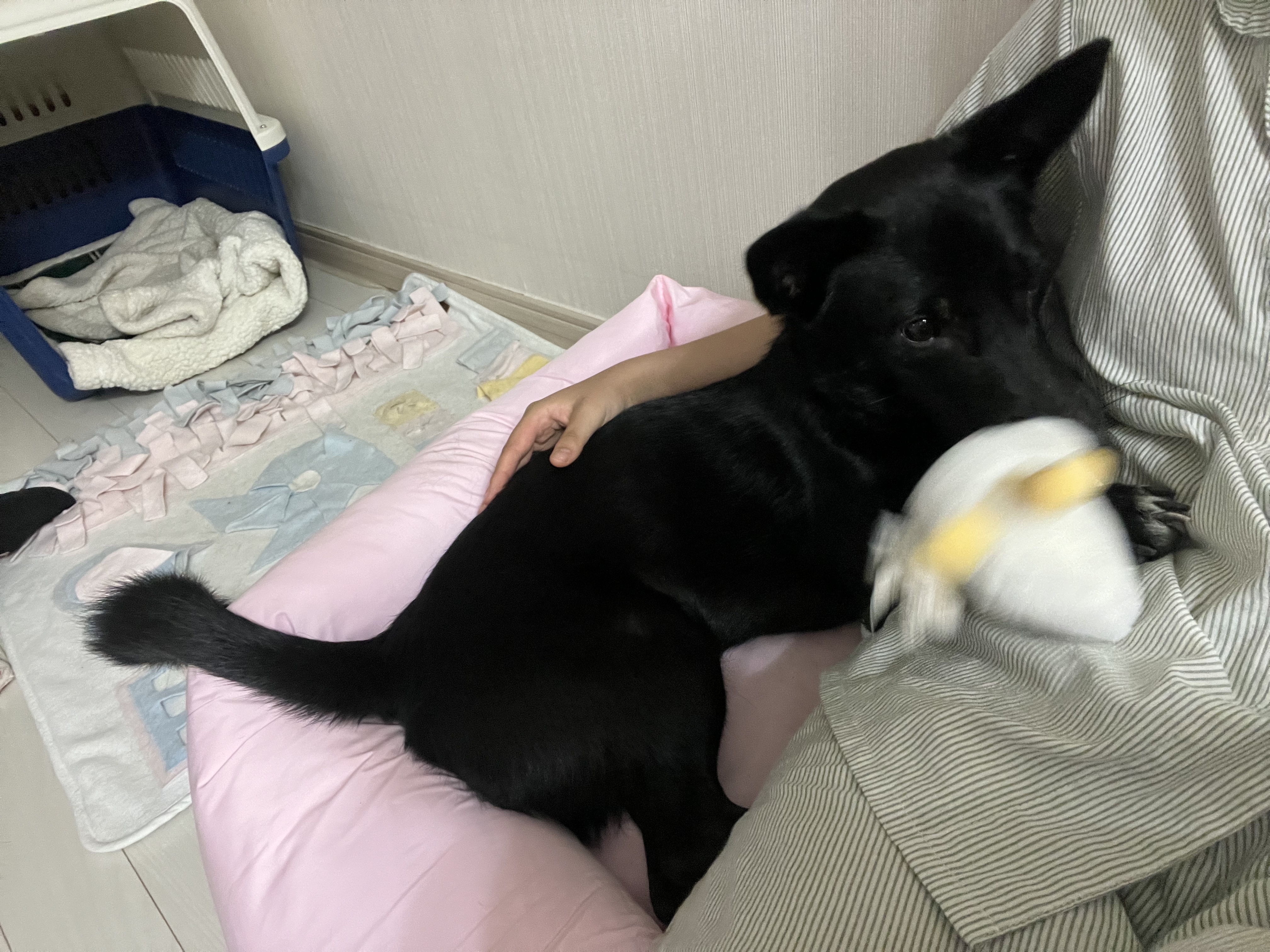 (레드) 밤이 근황