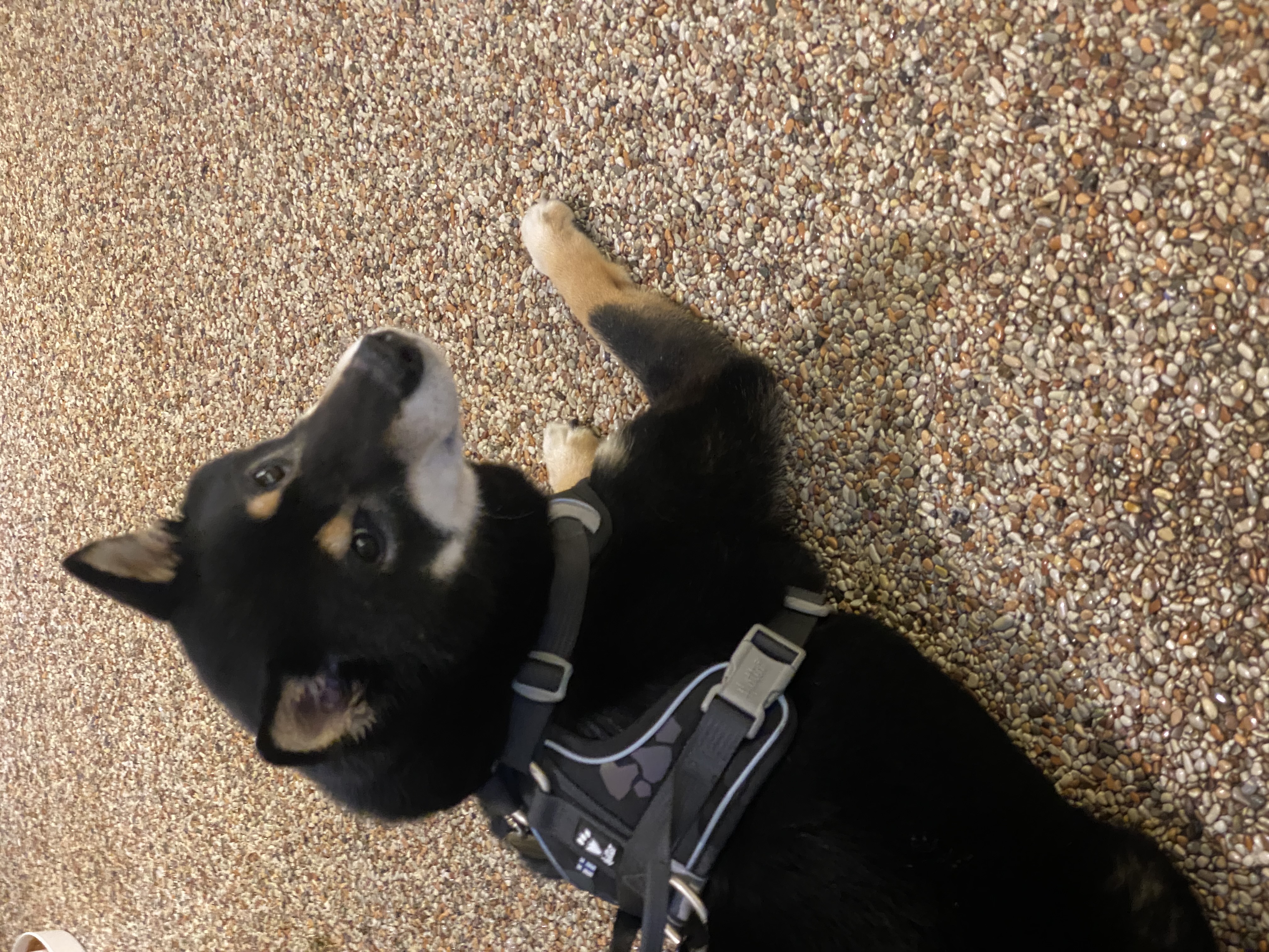 한구(구.마징가) 입양 2주년