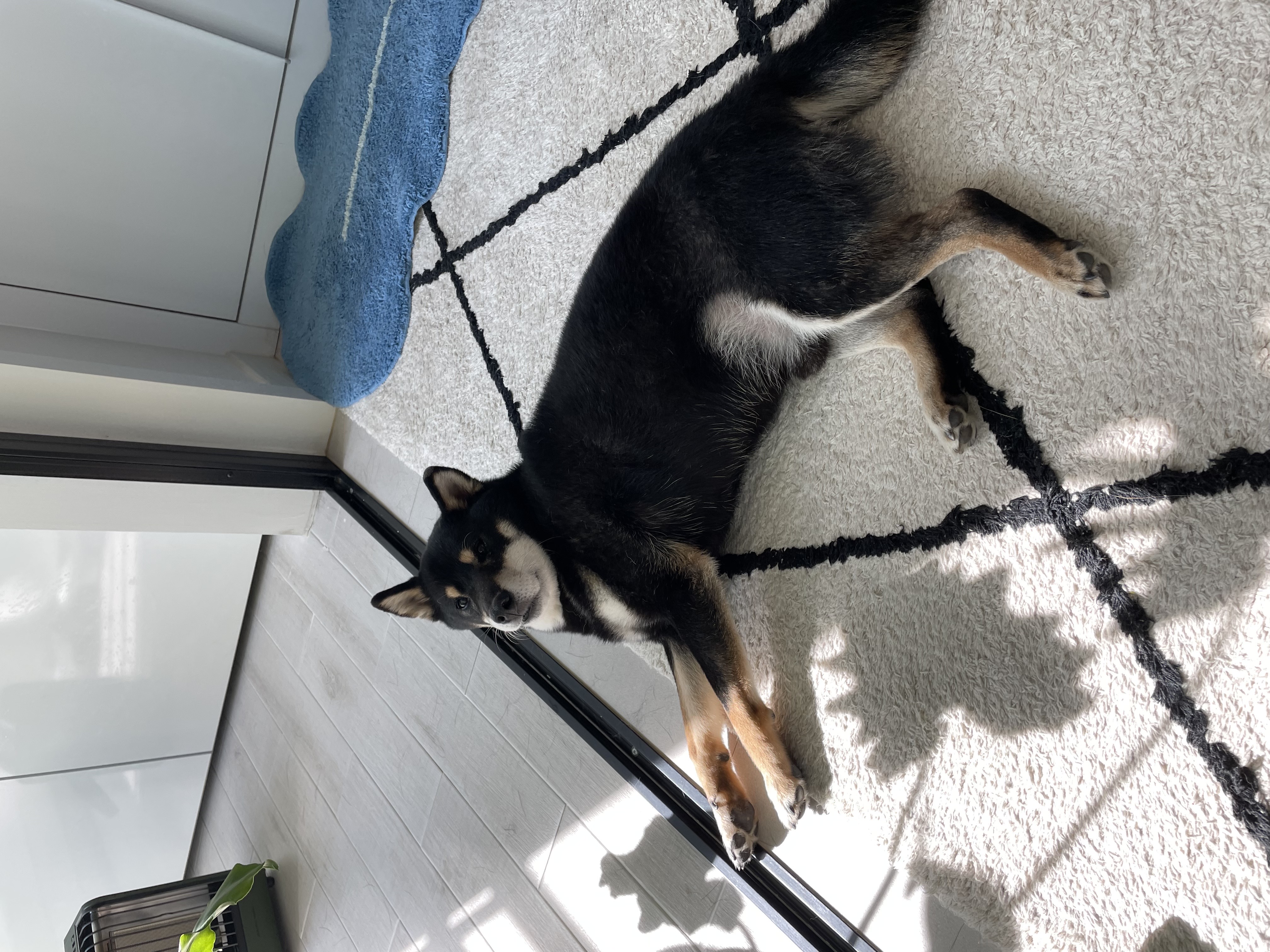 한구(구.마징가) 입양 2주년