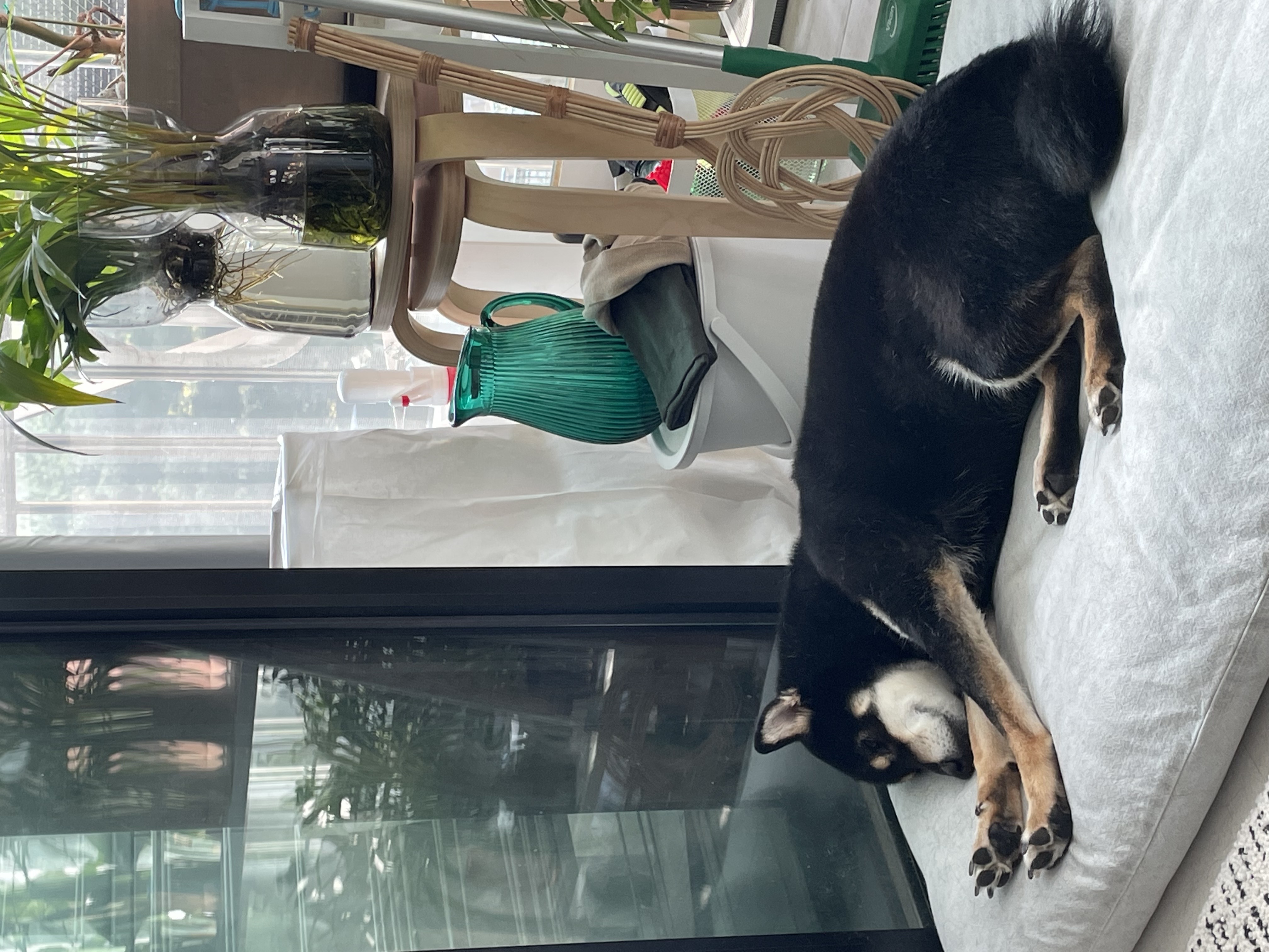 한구(구.마징가) 입양 2주년