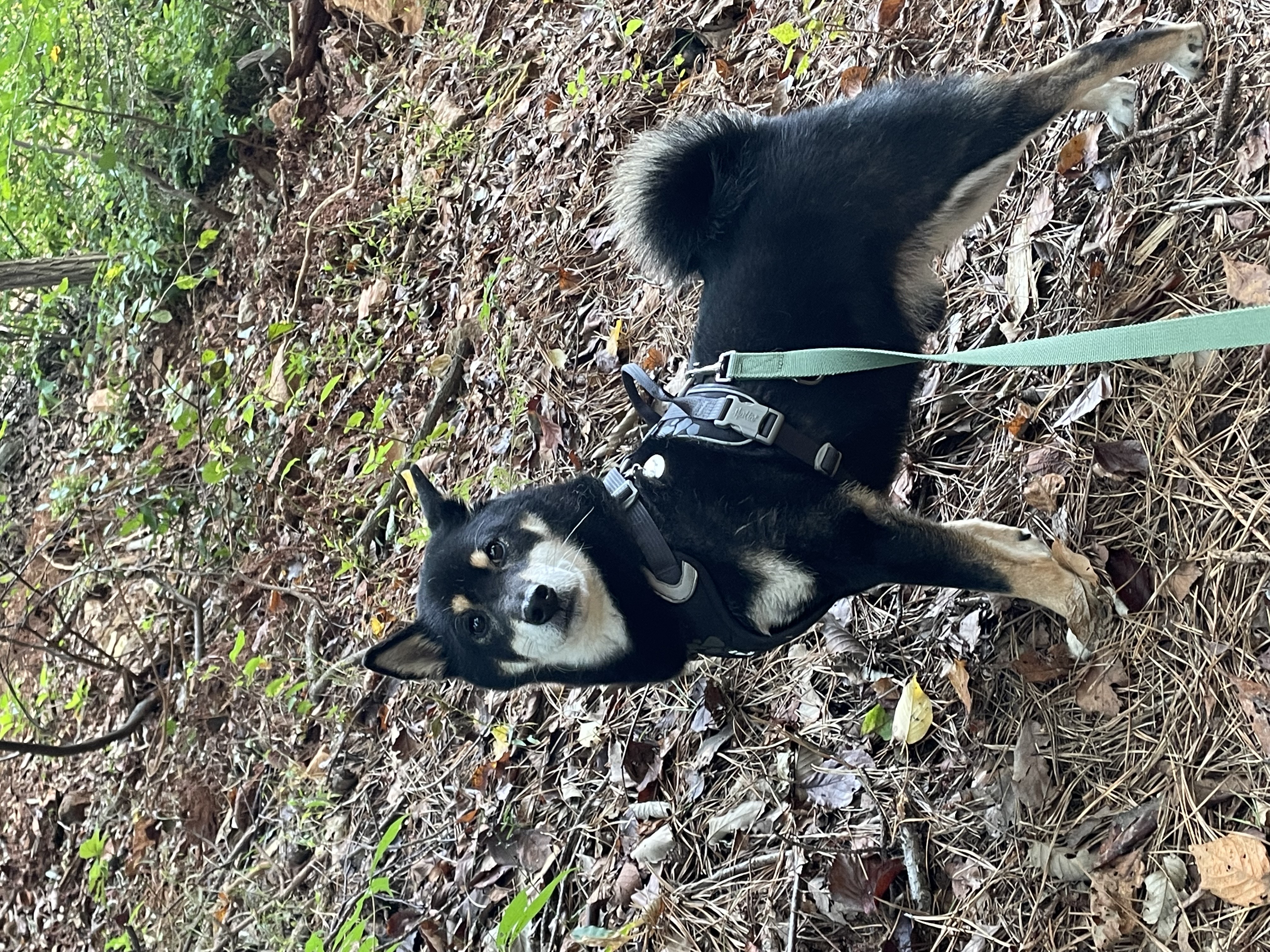 한구(구.마징가) 입양 2주년