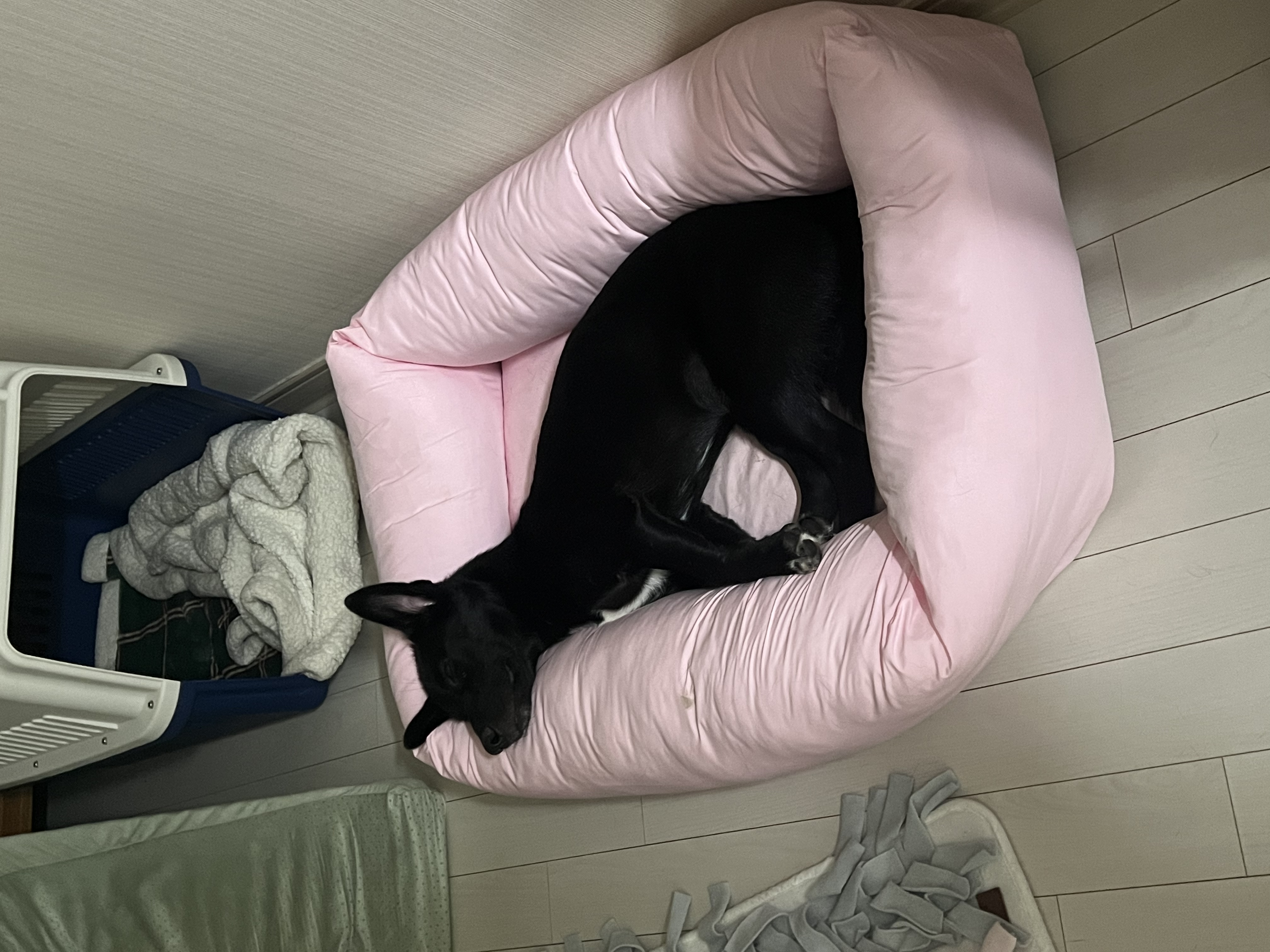 (레드) 밤이 근황