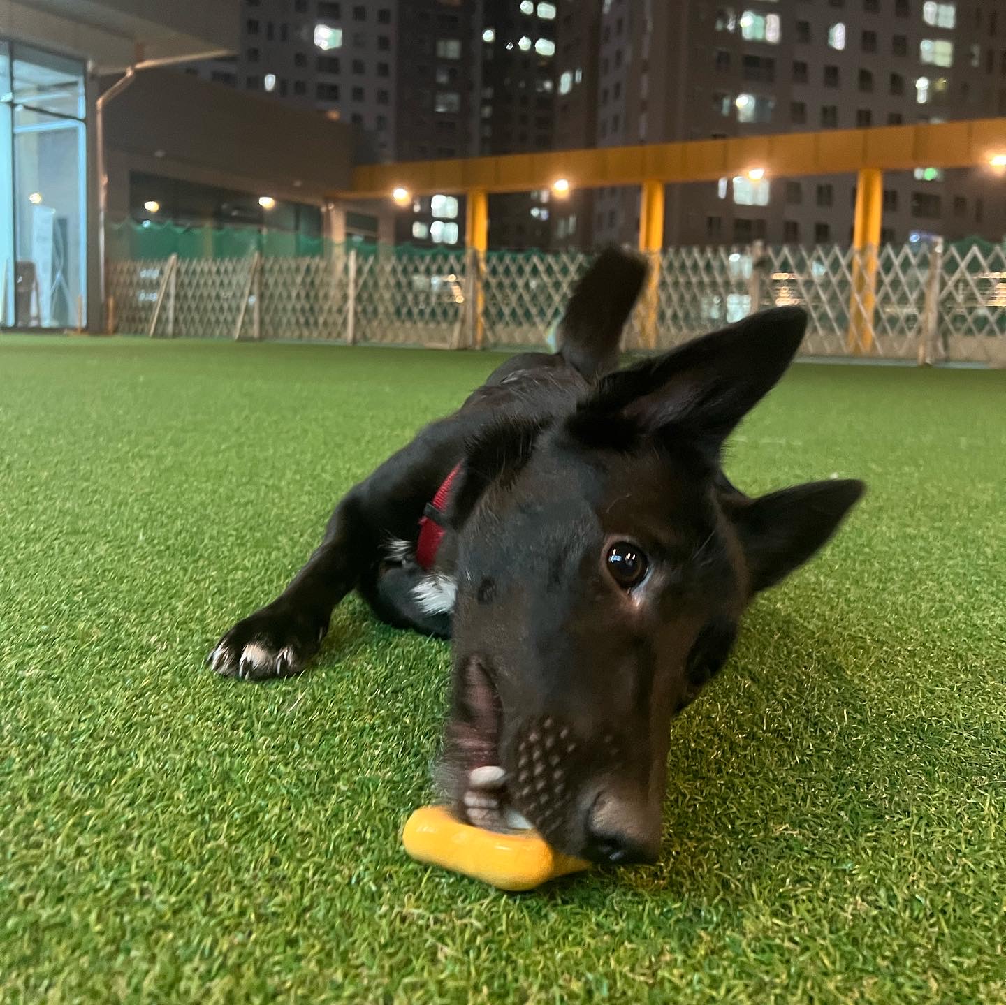 (레드) 밤이 근황