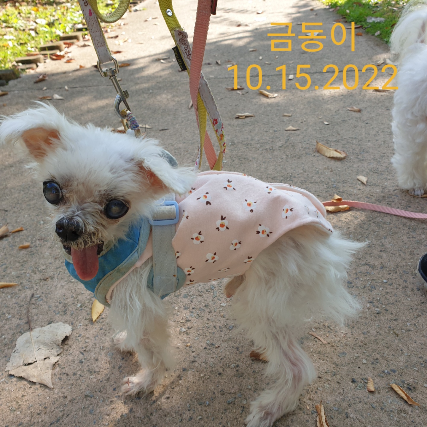 귀여운 금동이는 바다가 되었습니다.