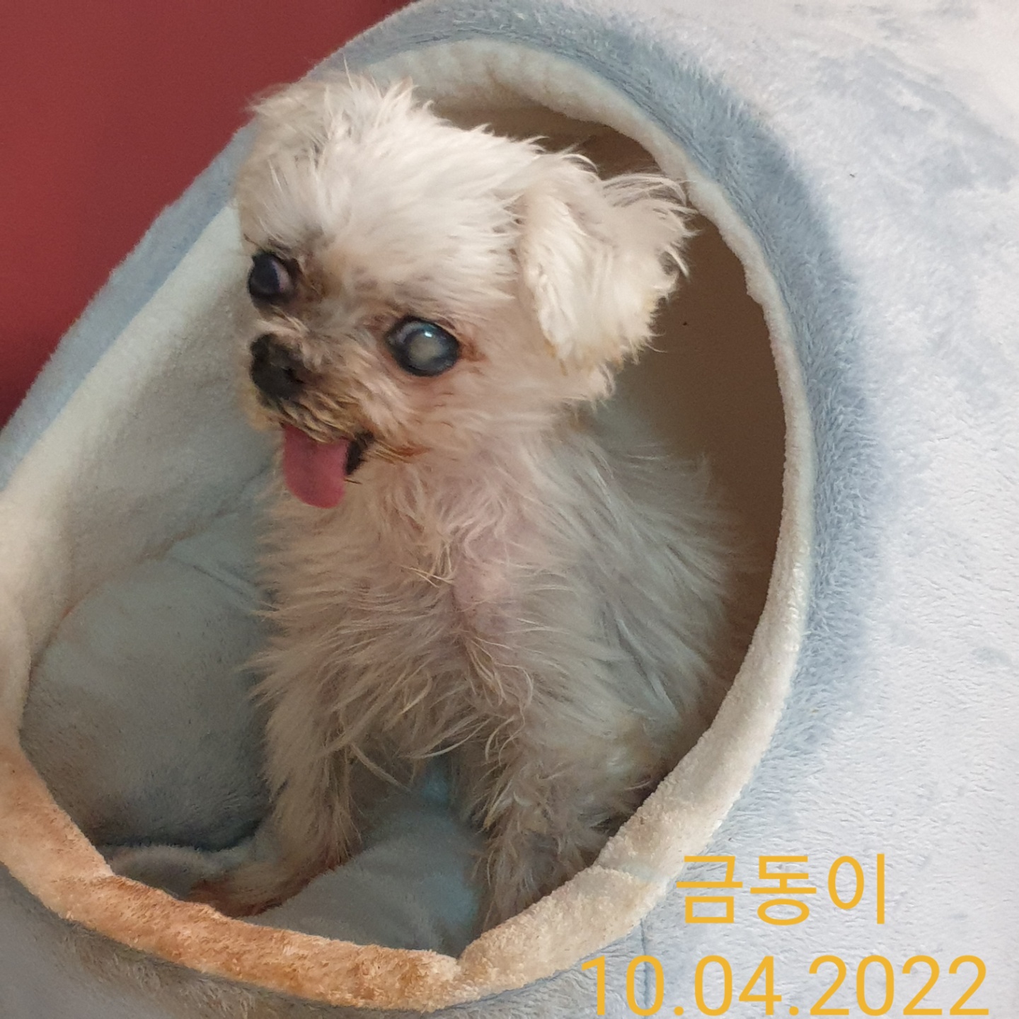 귀여운 금동이는 바다가 되었습니다.