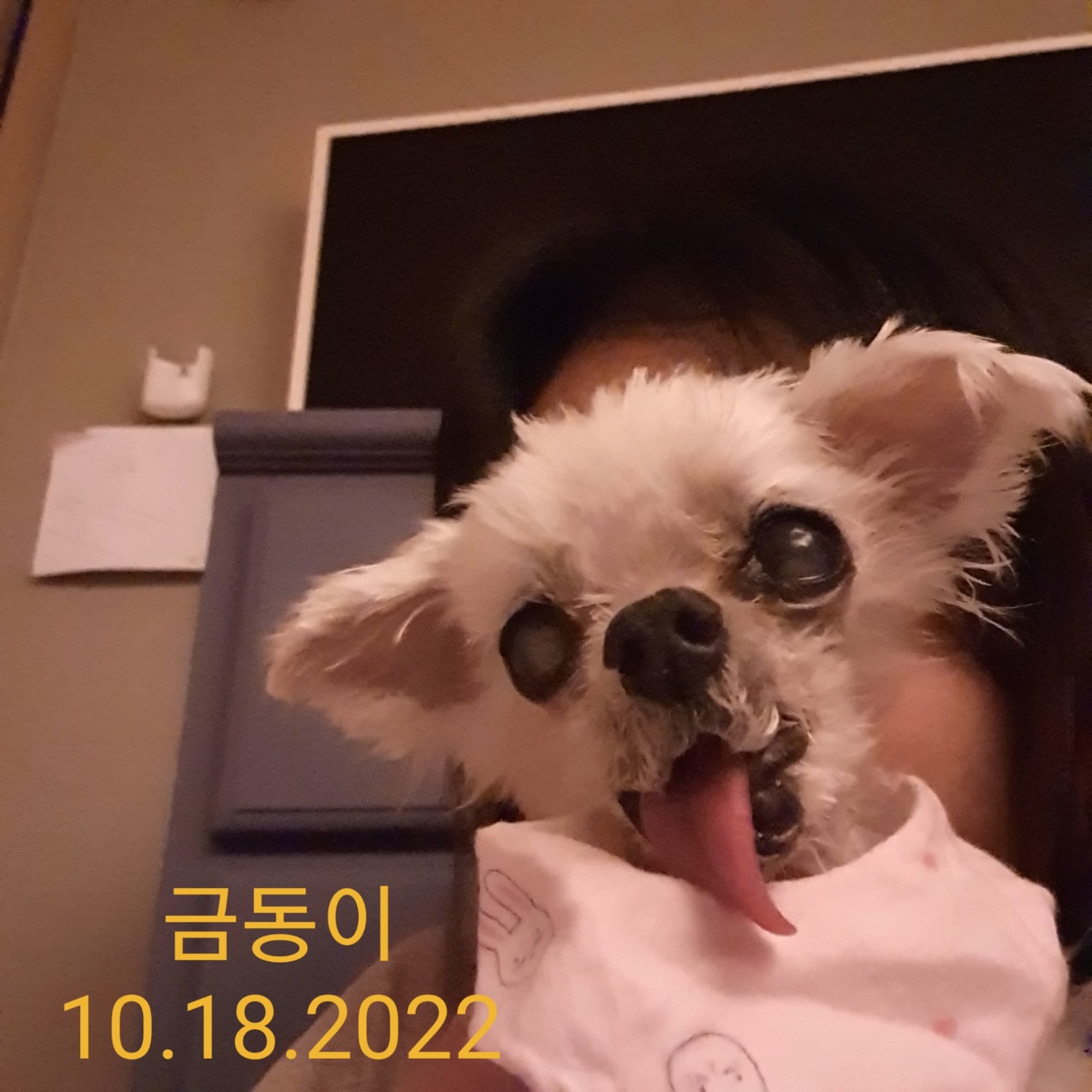 귀여운 금동이는 바다가 되었습니다.