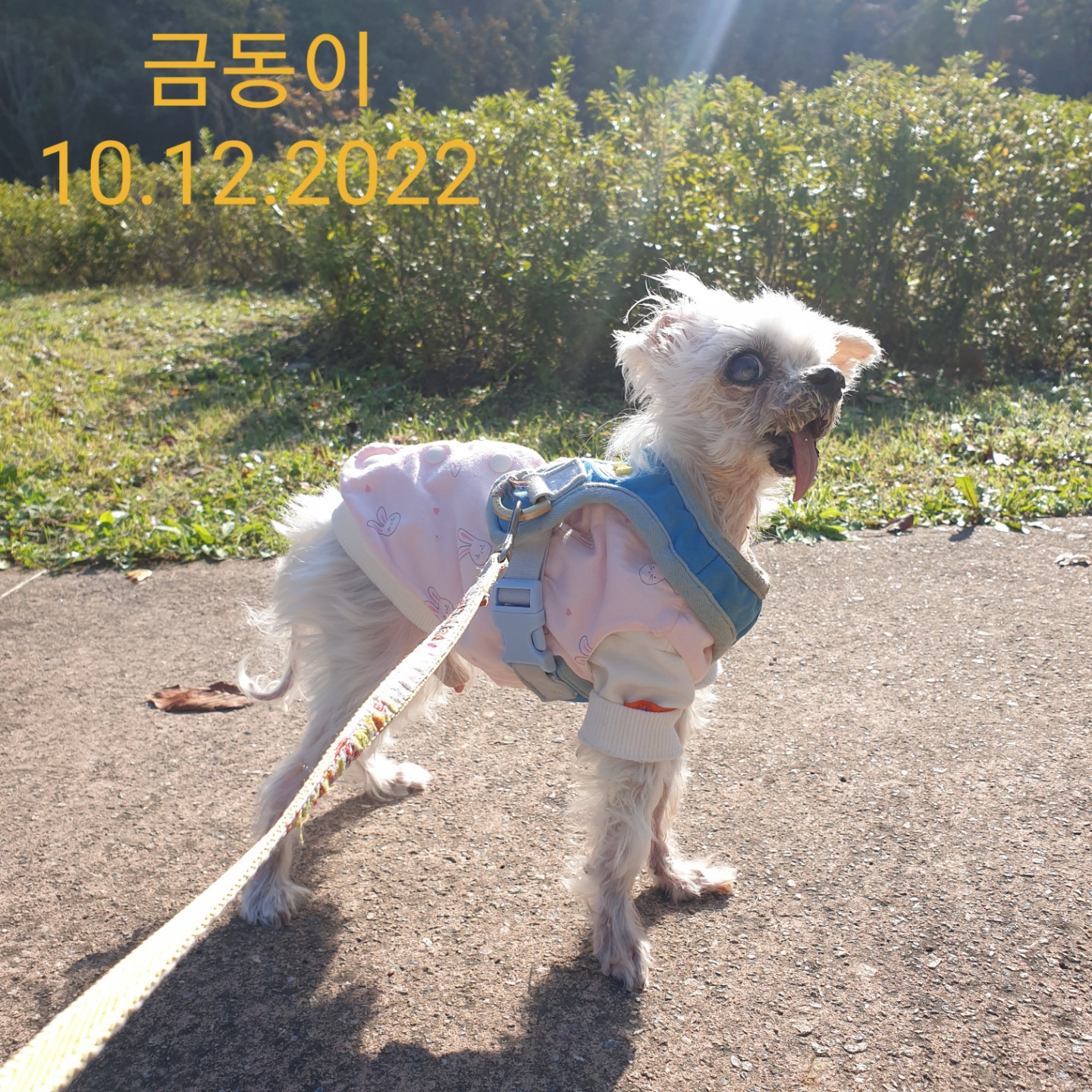 귀여운 금동이는 바다가 되었습니다.