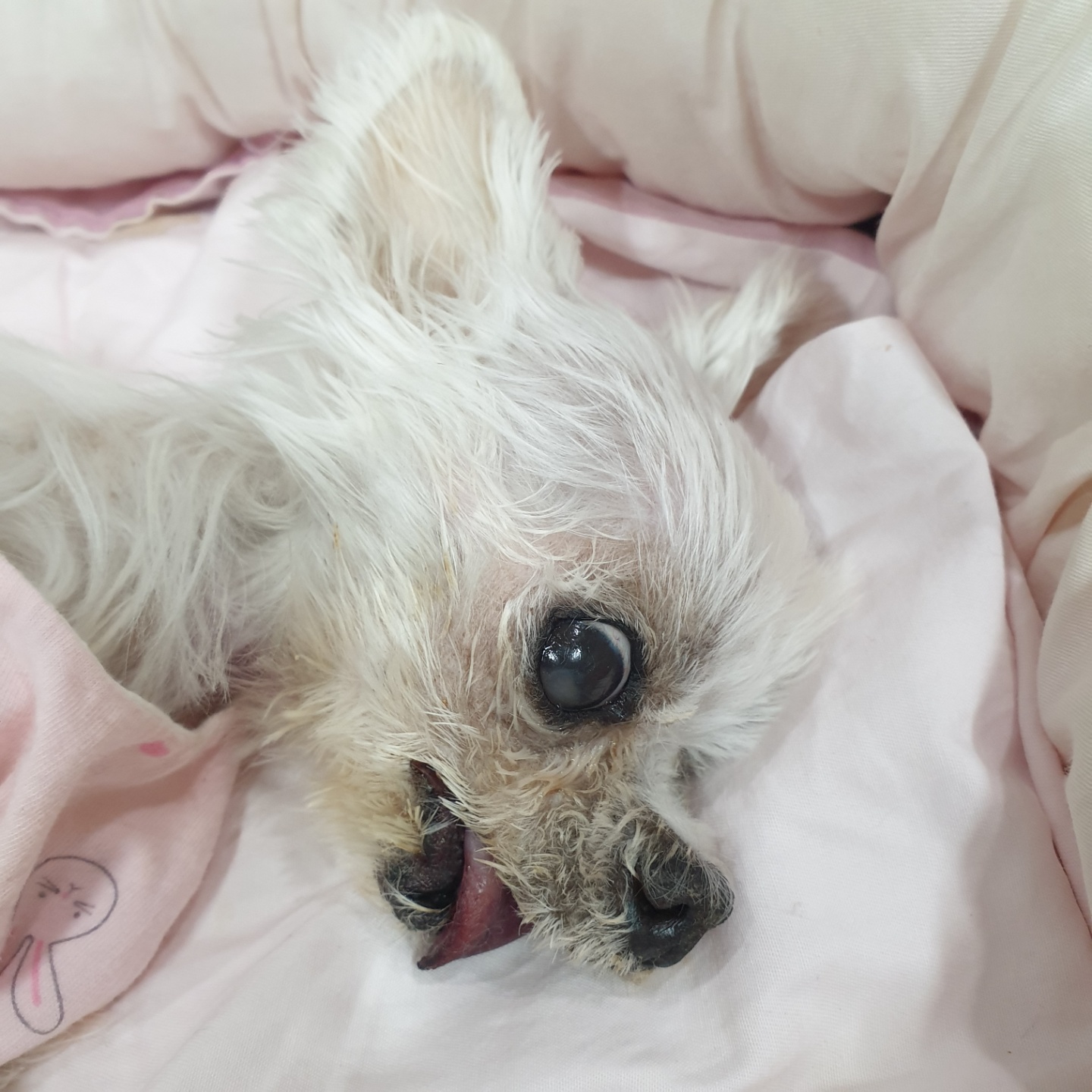 귀여운 금동이는 바다가 되었습니다.