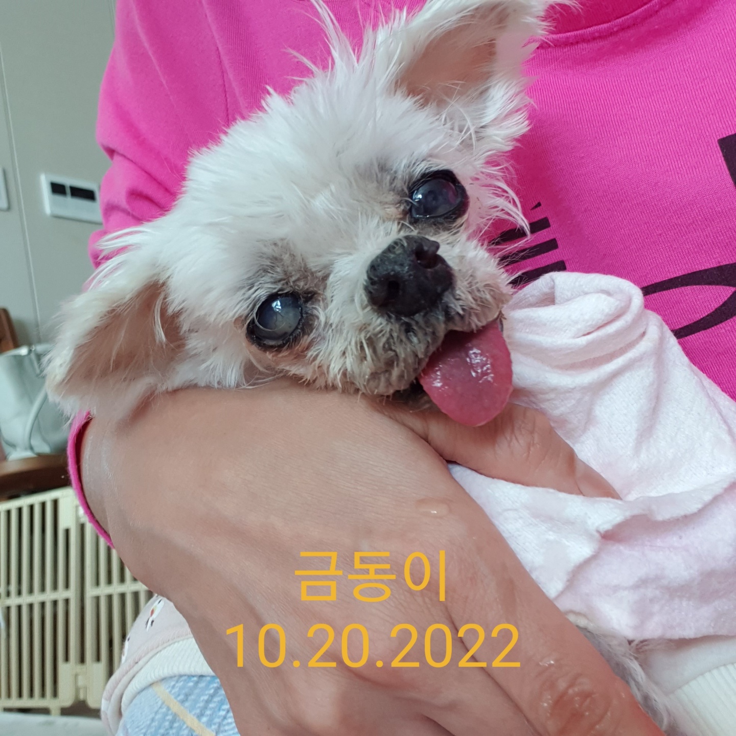 귀여운 금동이는 바다가 되었습니다.