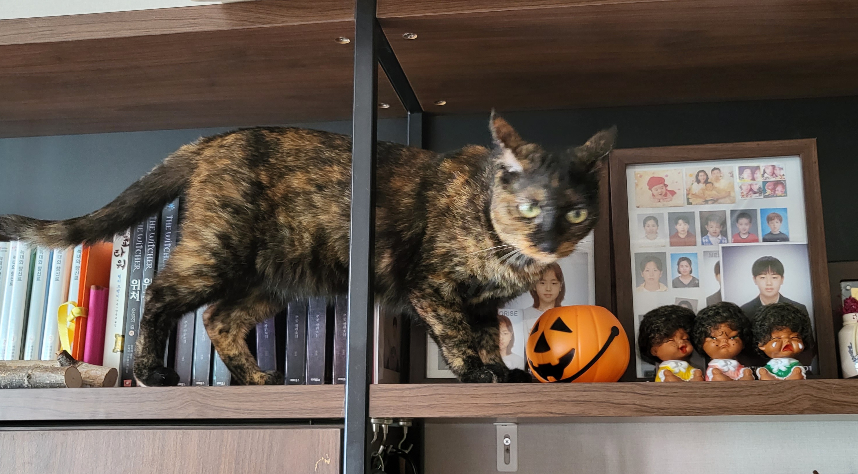 까꿍이 2년 아야기입니다.