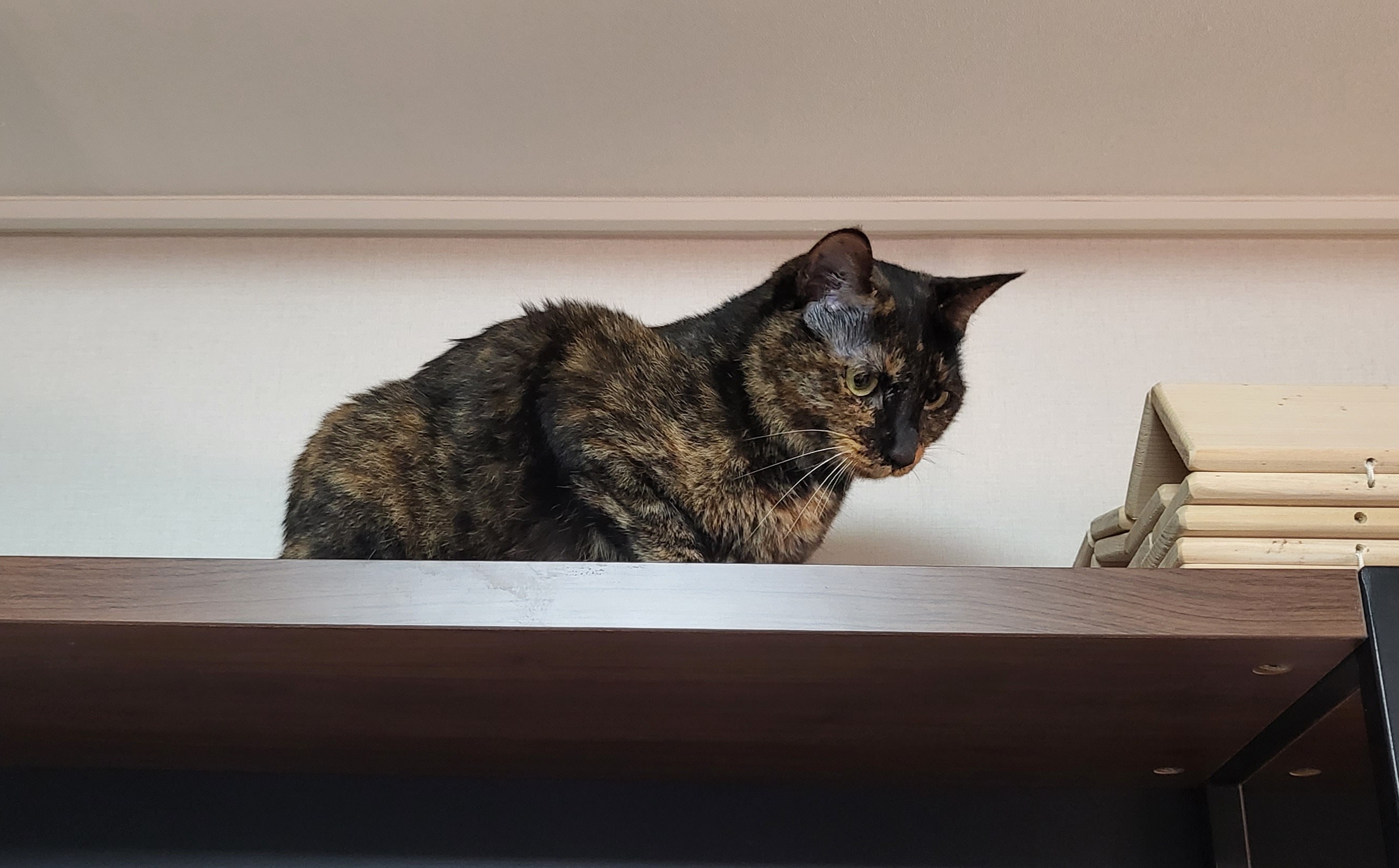 까꿍이 2년 아야기입니다.