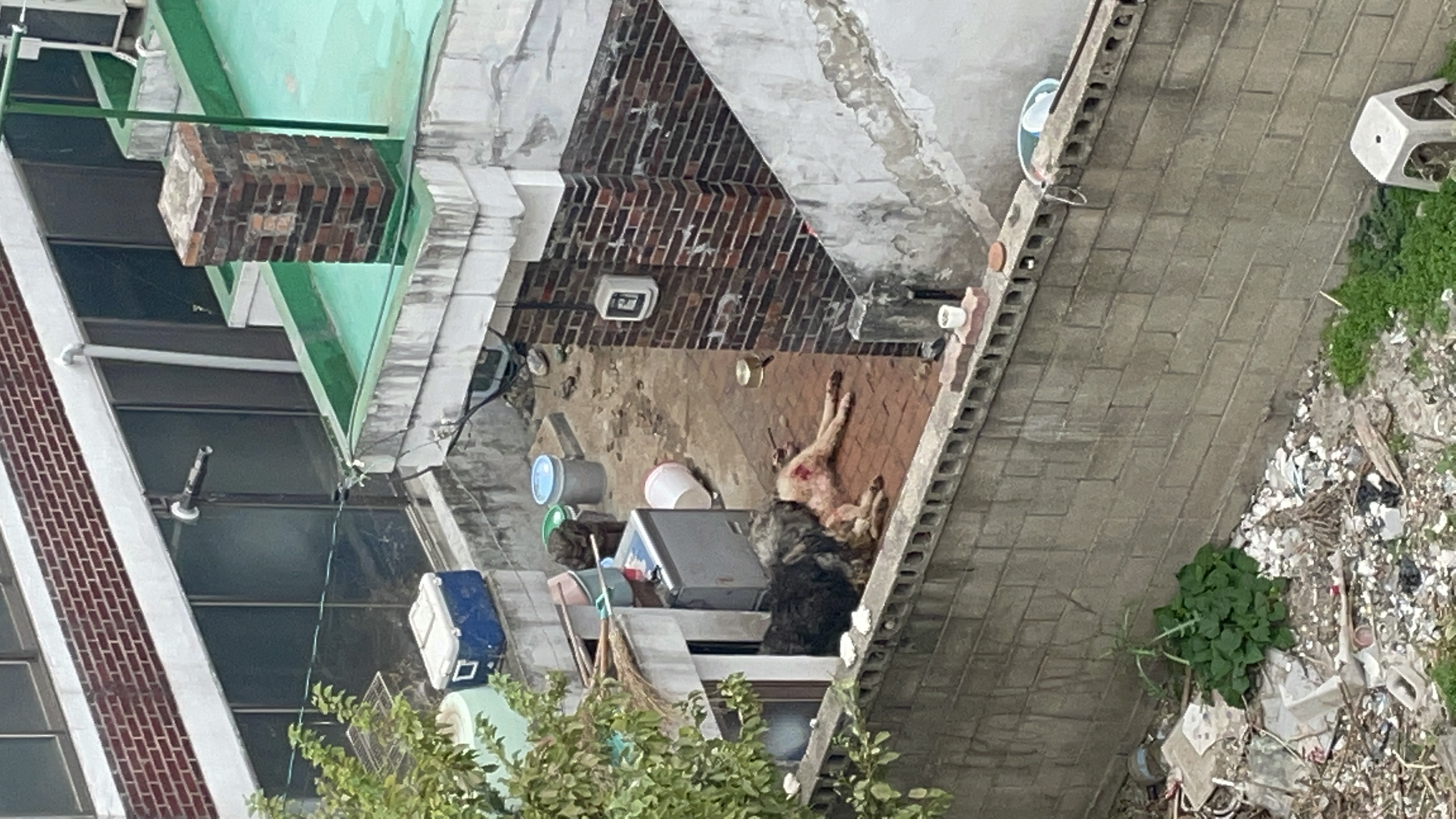 빈집에 개들 방치로 인한 학대