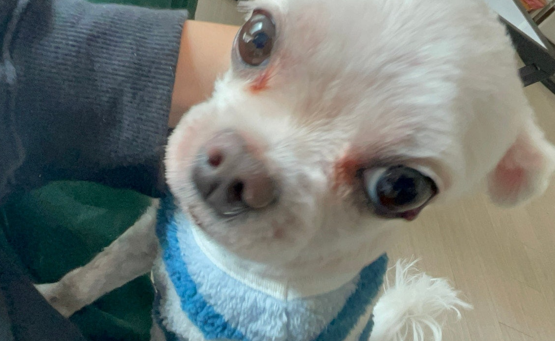 도토리 입양 후 이야기!