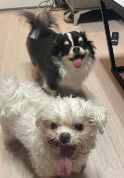 도토리 입양 후 이야기!