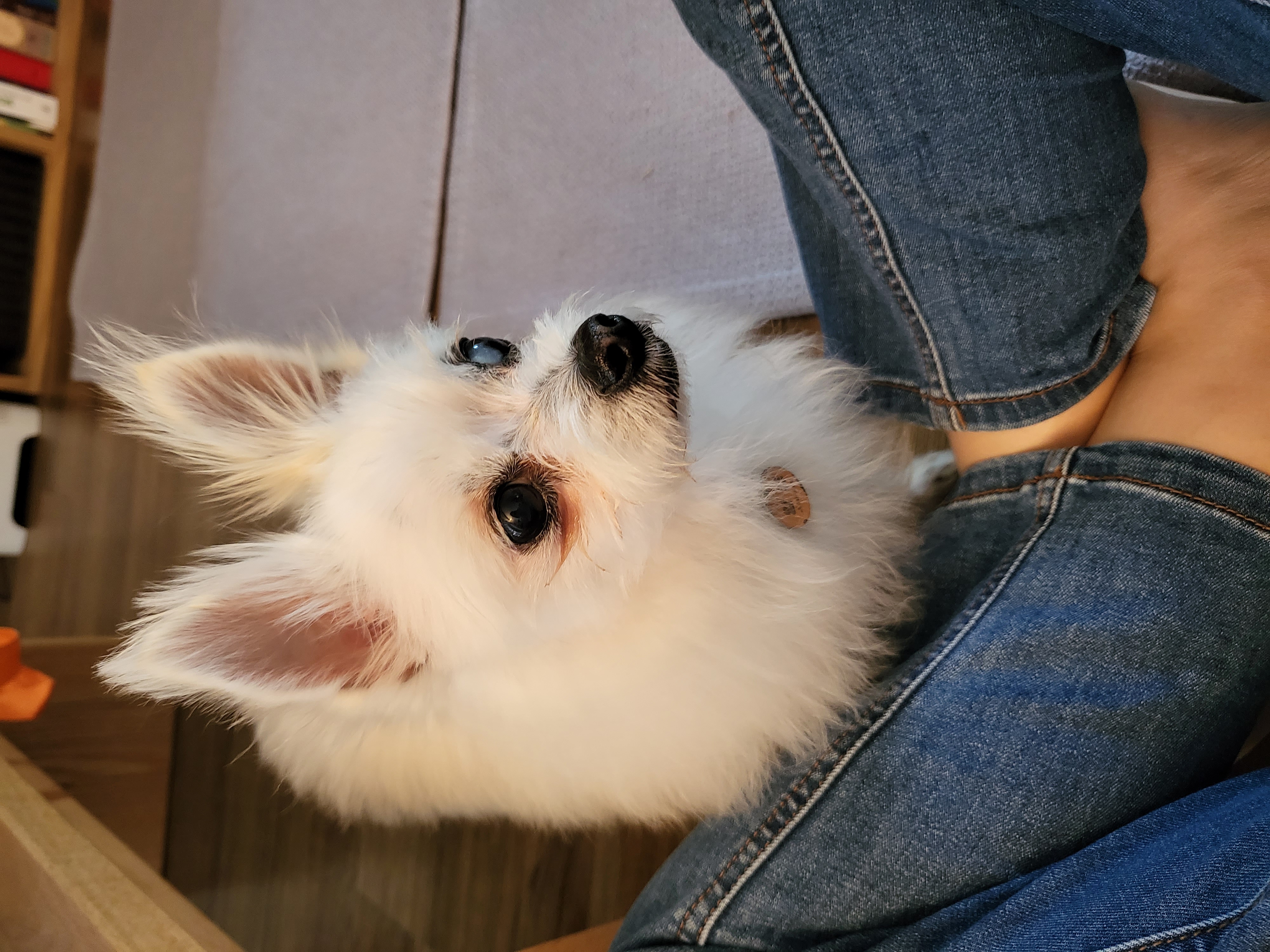 앙쥬 입양 일주일입니다