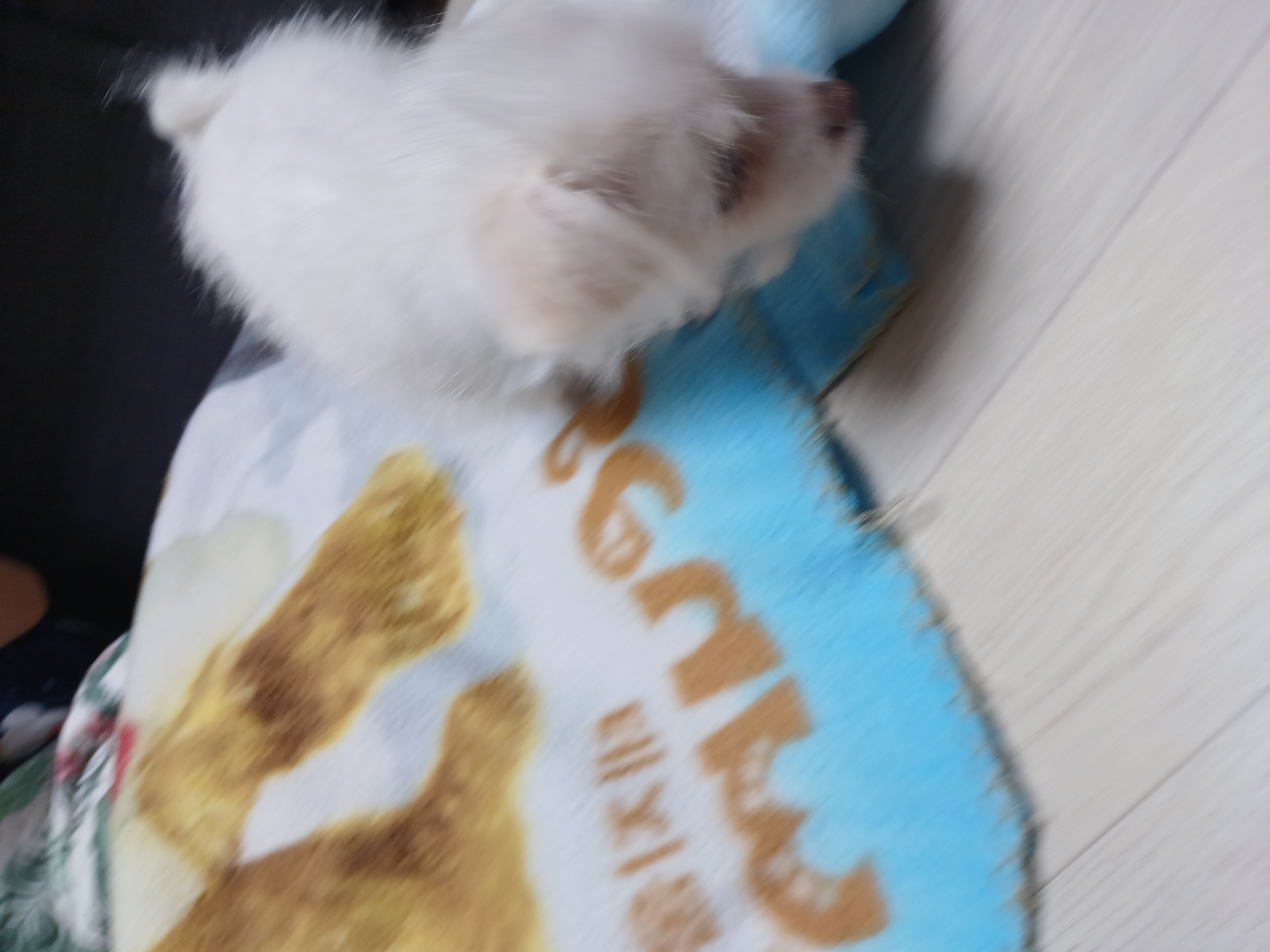 이브(원투) 첫목욕날 입니다.