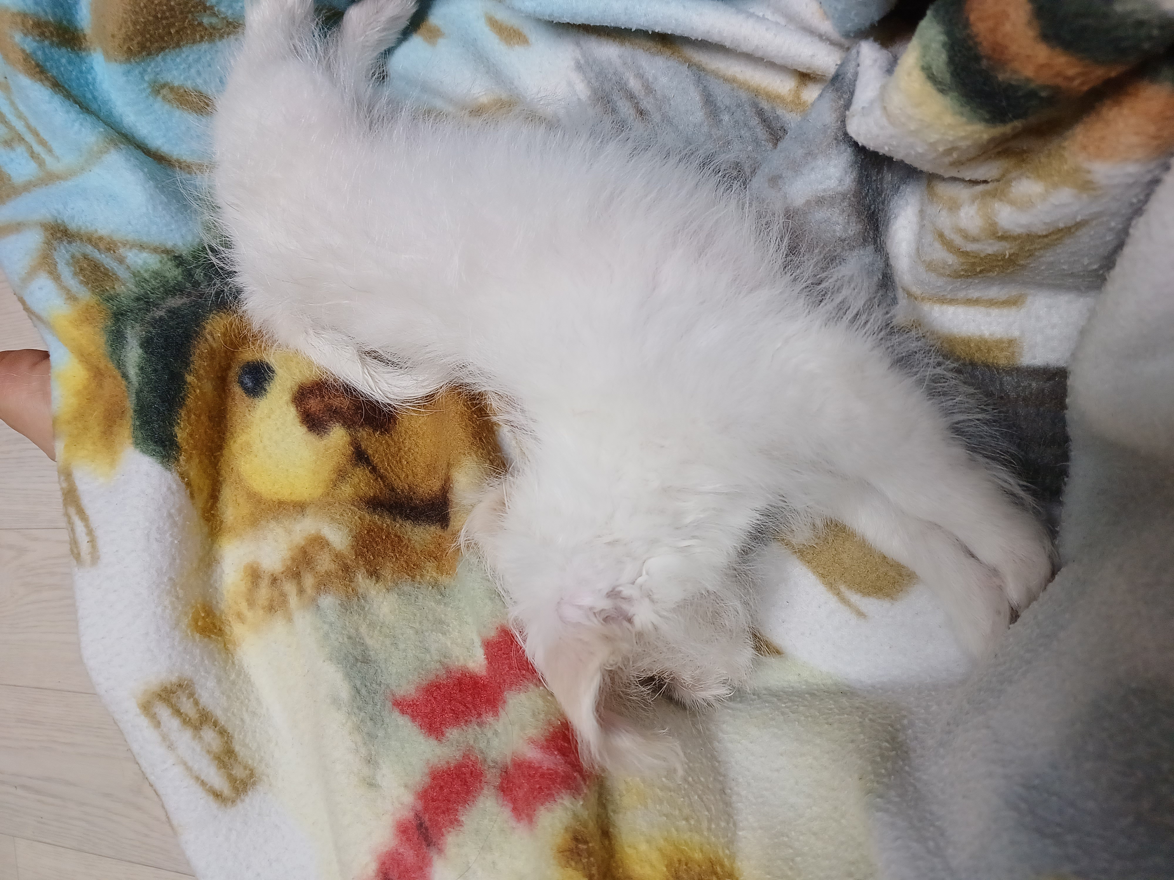 이브(원투) 첫목욕날 입니다.