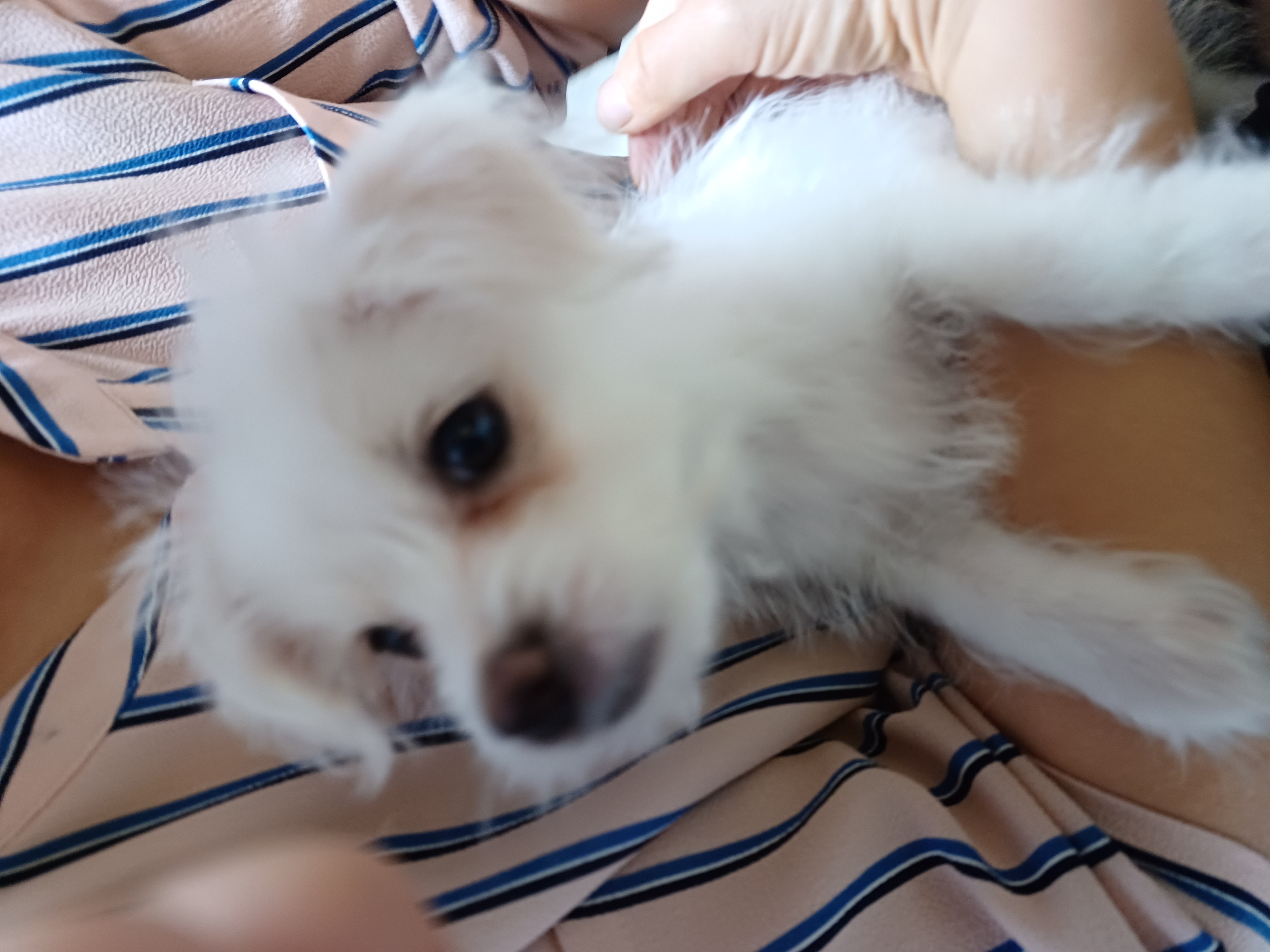 이브(원투) 첫목욕날 입니다.