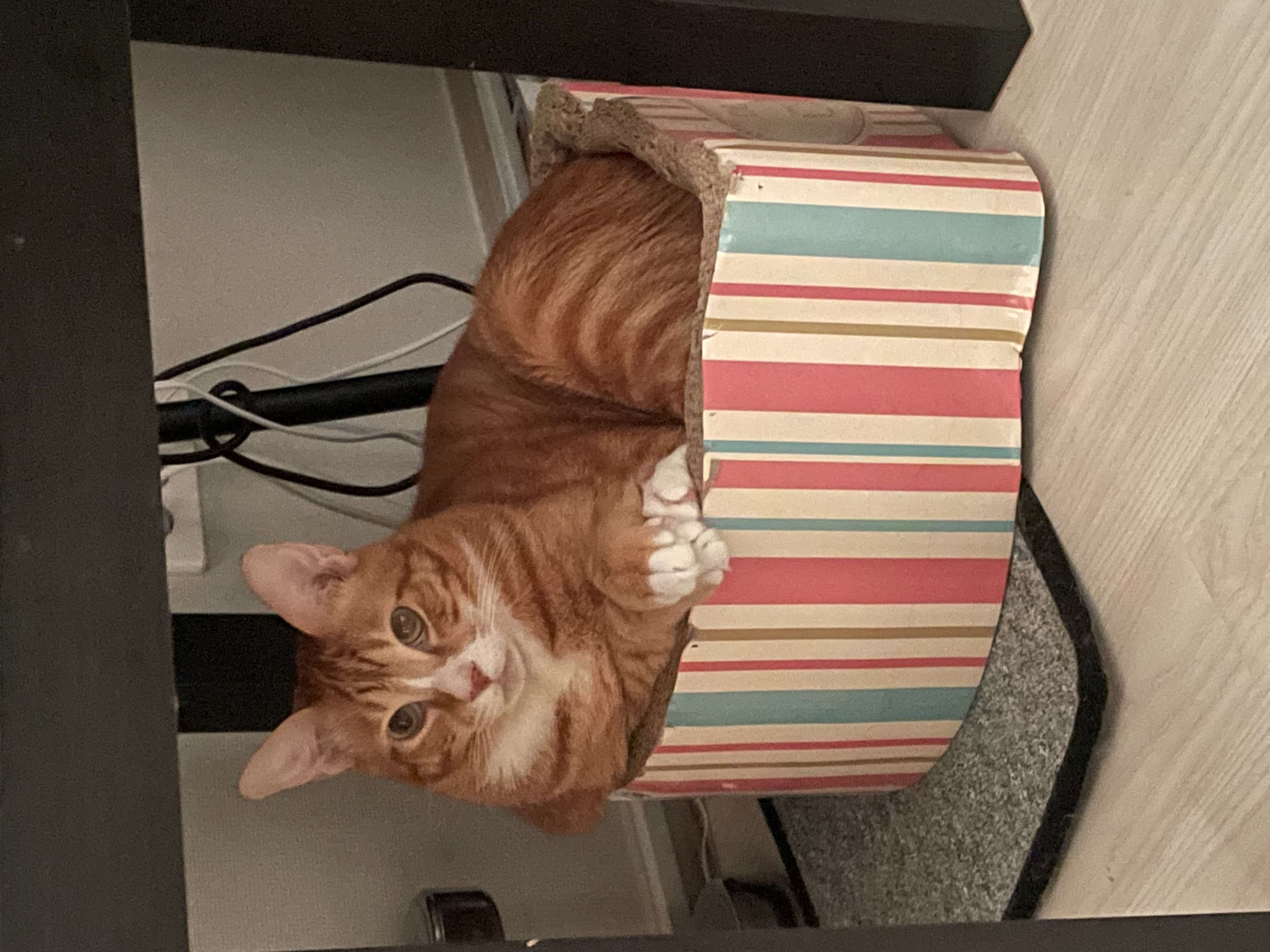 리치 2년 입양 후기 