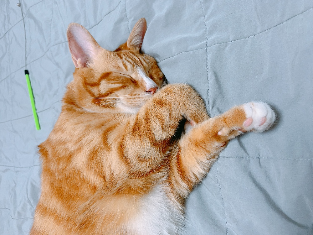 리치 2년 입양 후기 