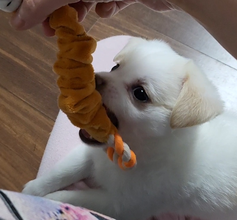 세투(현.토토) 입양4일째