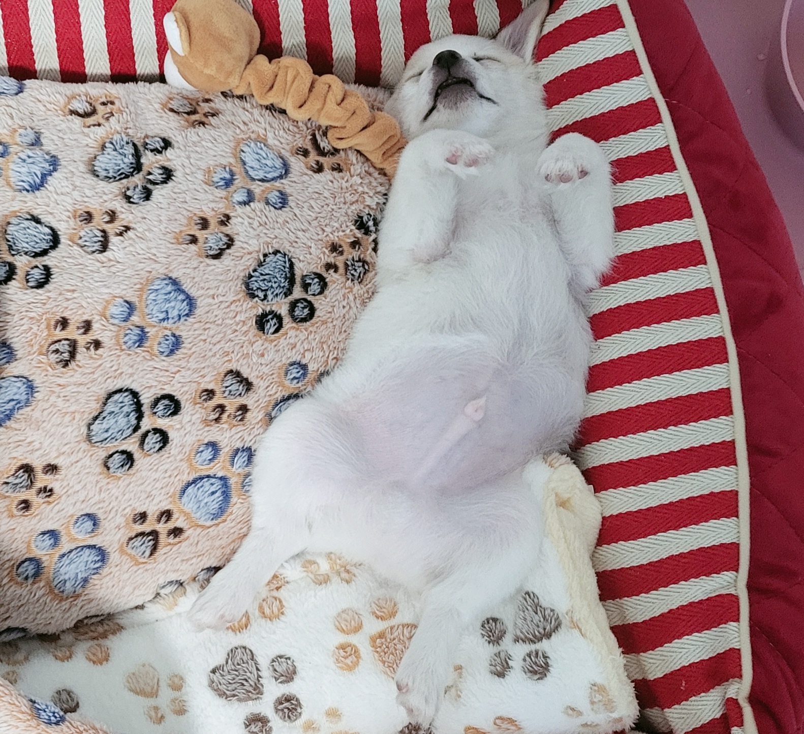 세투(현.토토) 입양4일째