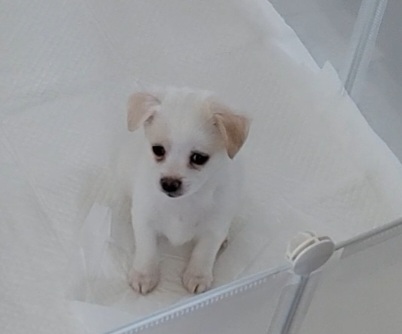 세투(현.토토) 입양4일째