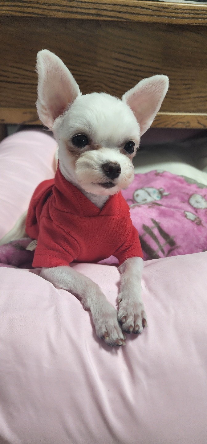 아산구조견 엄지 입양 3달 후기입니다.