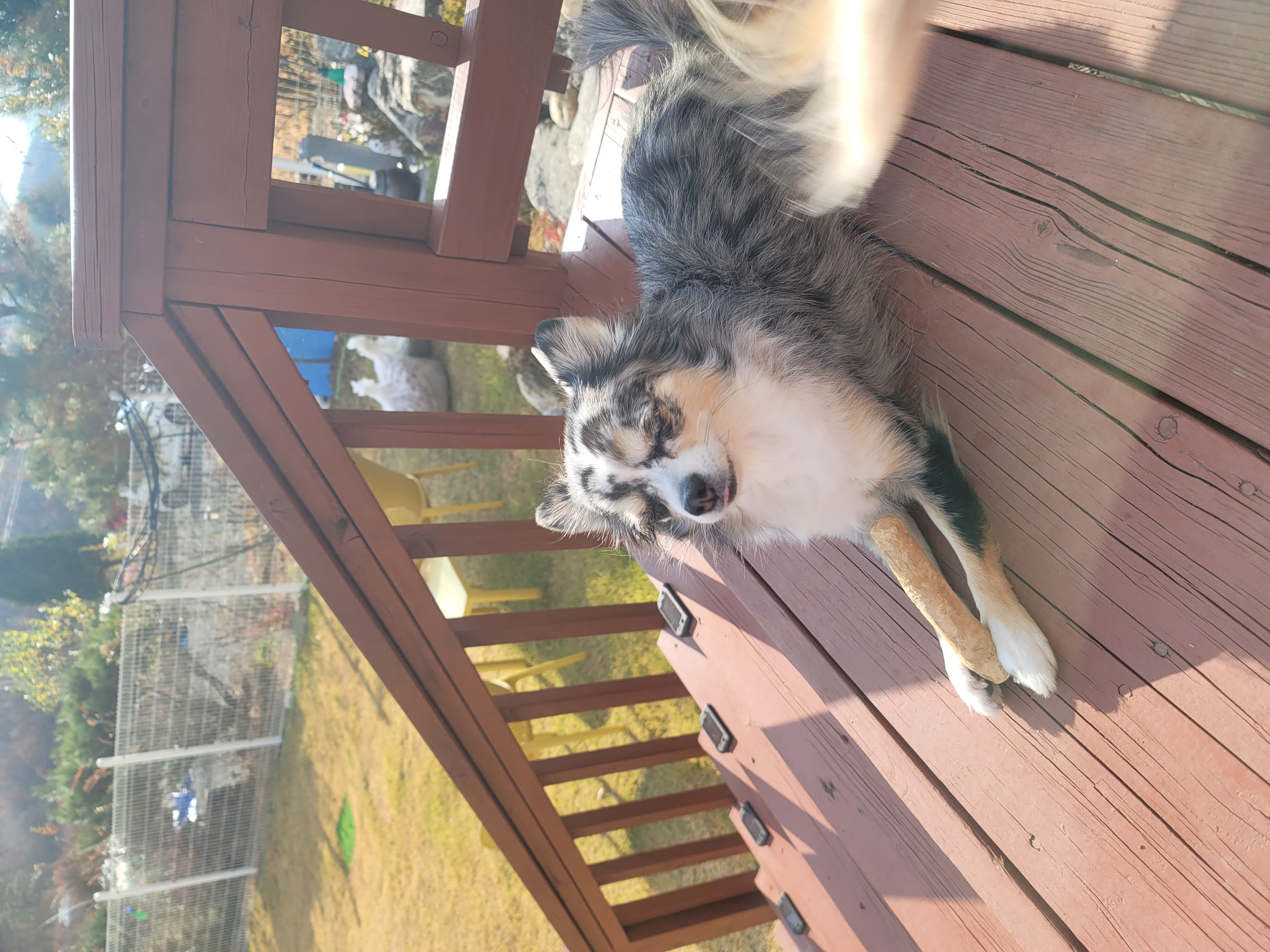 쁘띠(평택번식장 자견) 시골생활 1년~