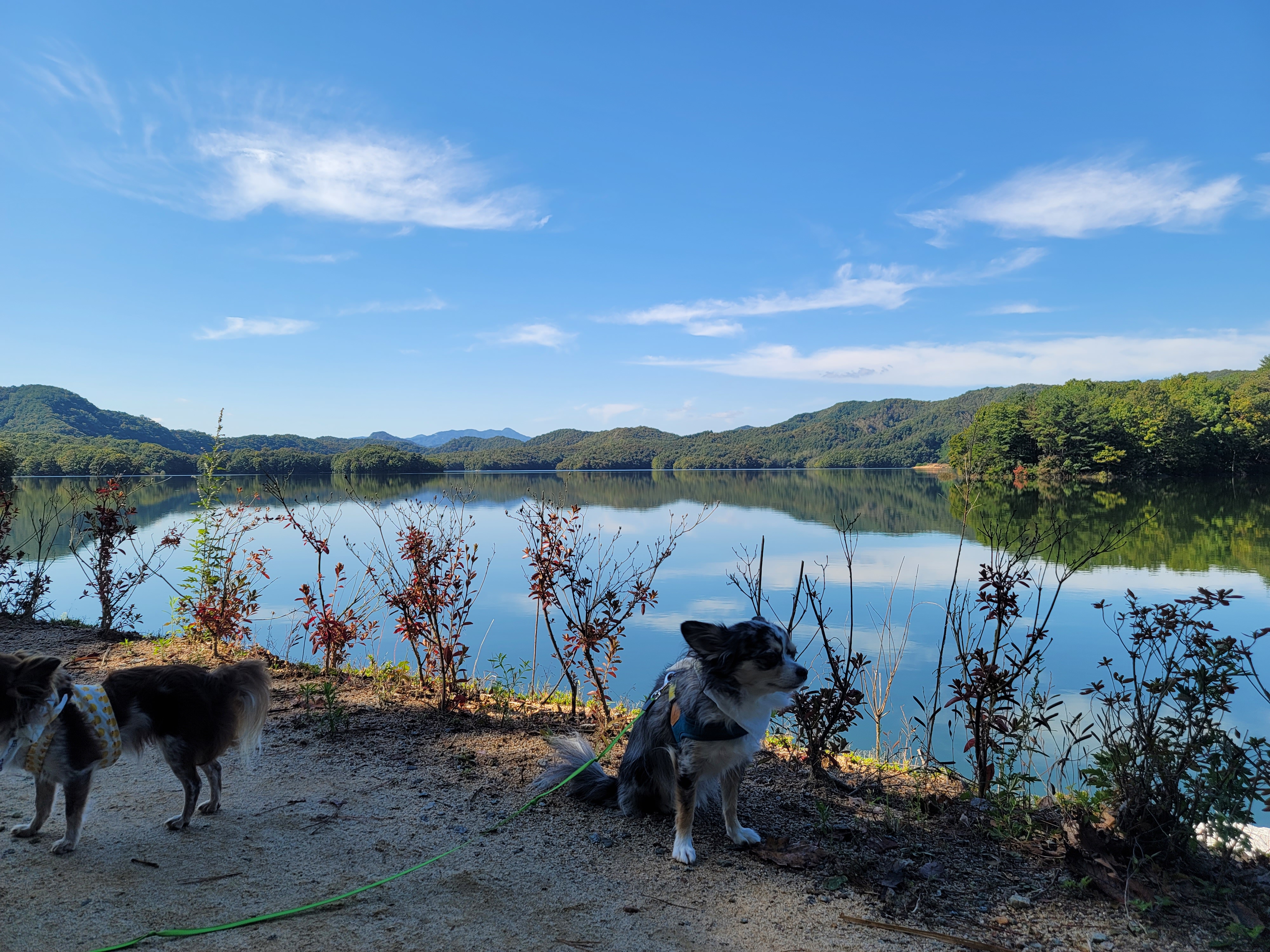 쁘띠(평택번식장 자견) 시골생활 1년~