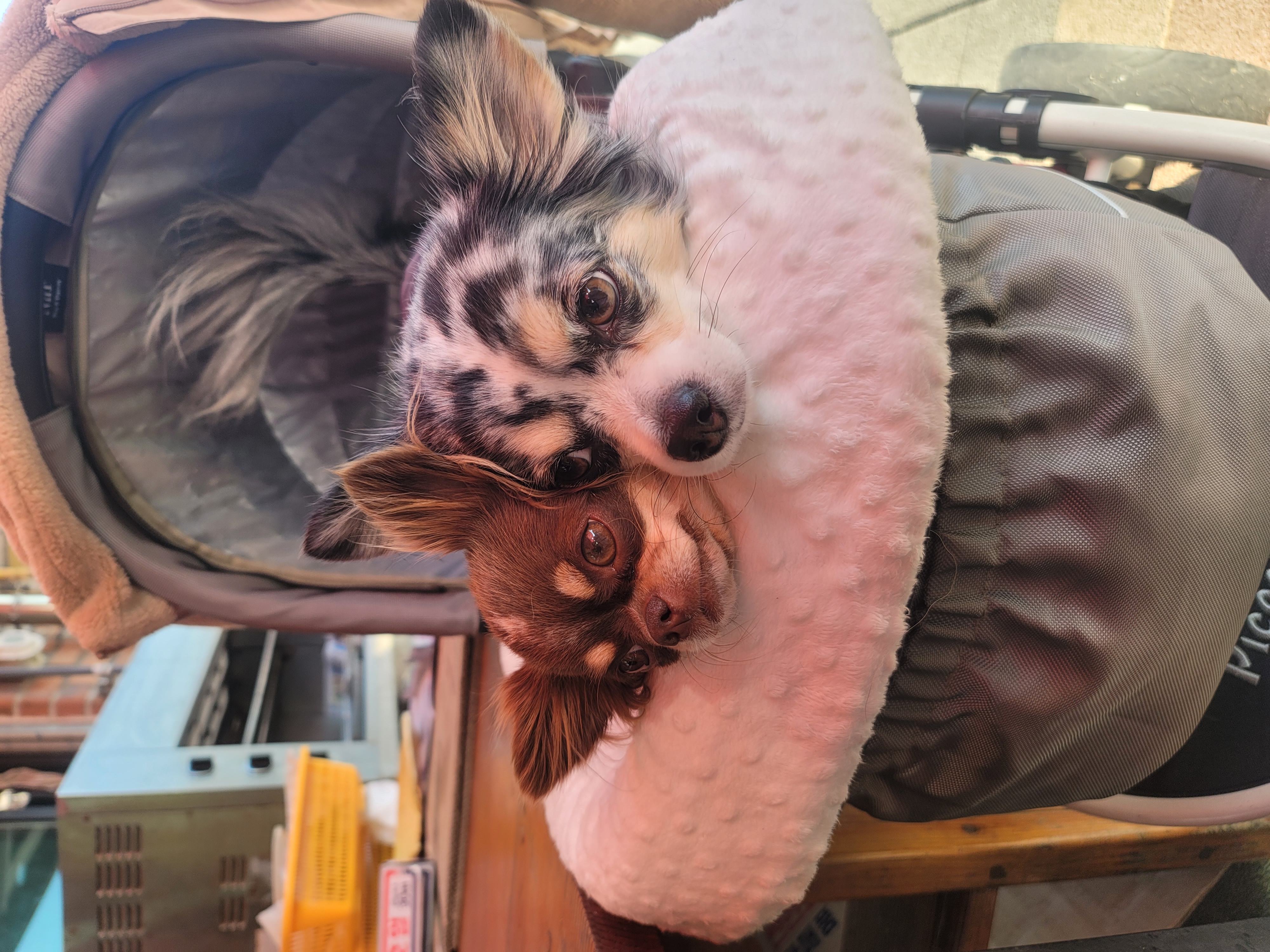 쁘띠(평택번식장 자견) 시골생활 1년~