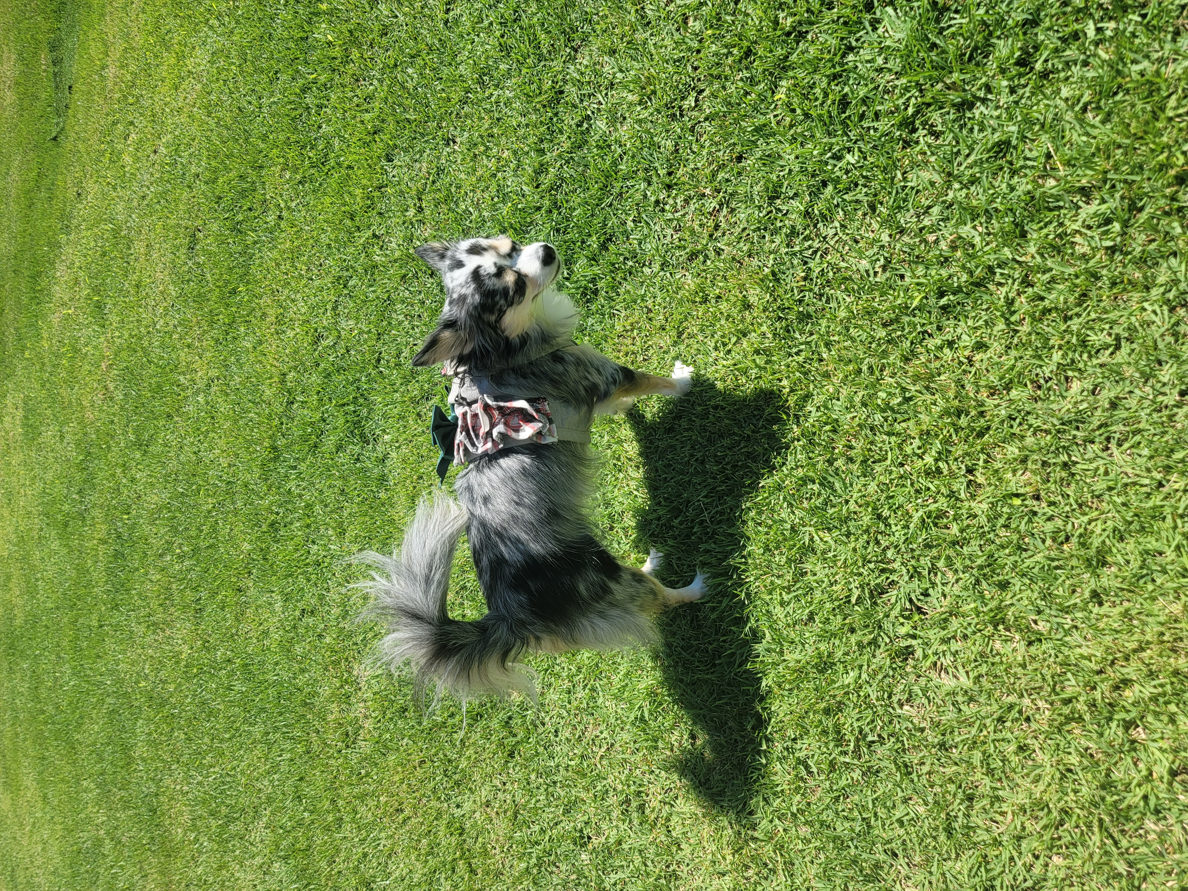 쁘띠(평택번식장 자견) 시골생활 1년~