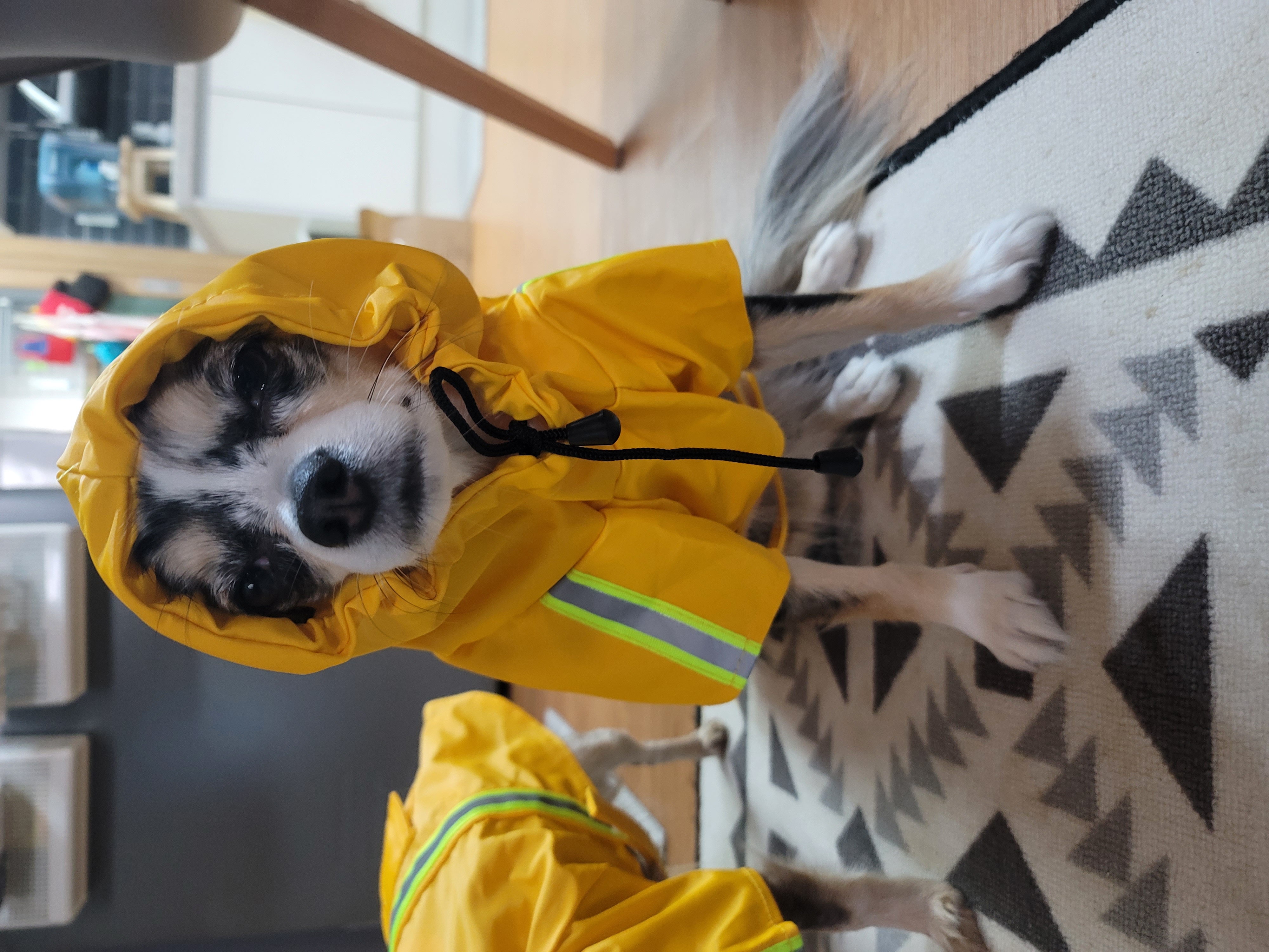 쁘띠(평택번식장 자견) 시골생활 1년~