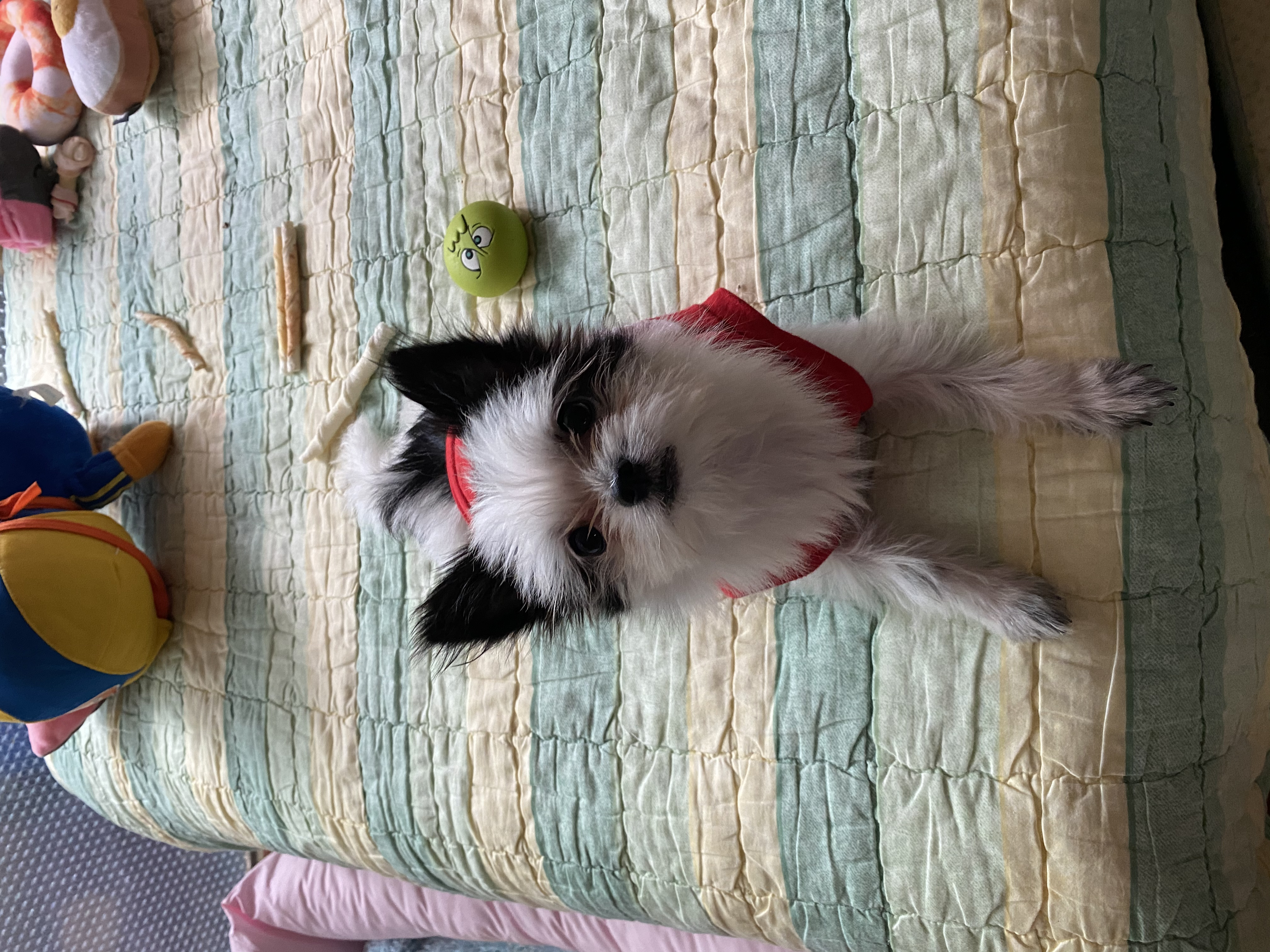 덕호)크림이 근황