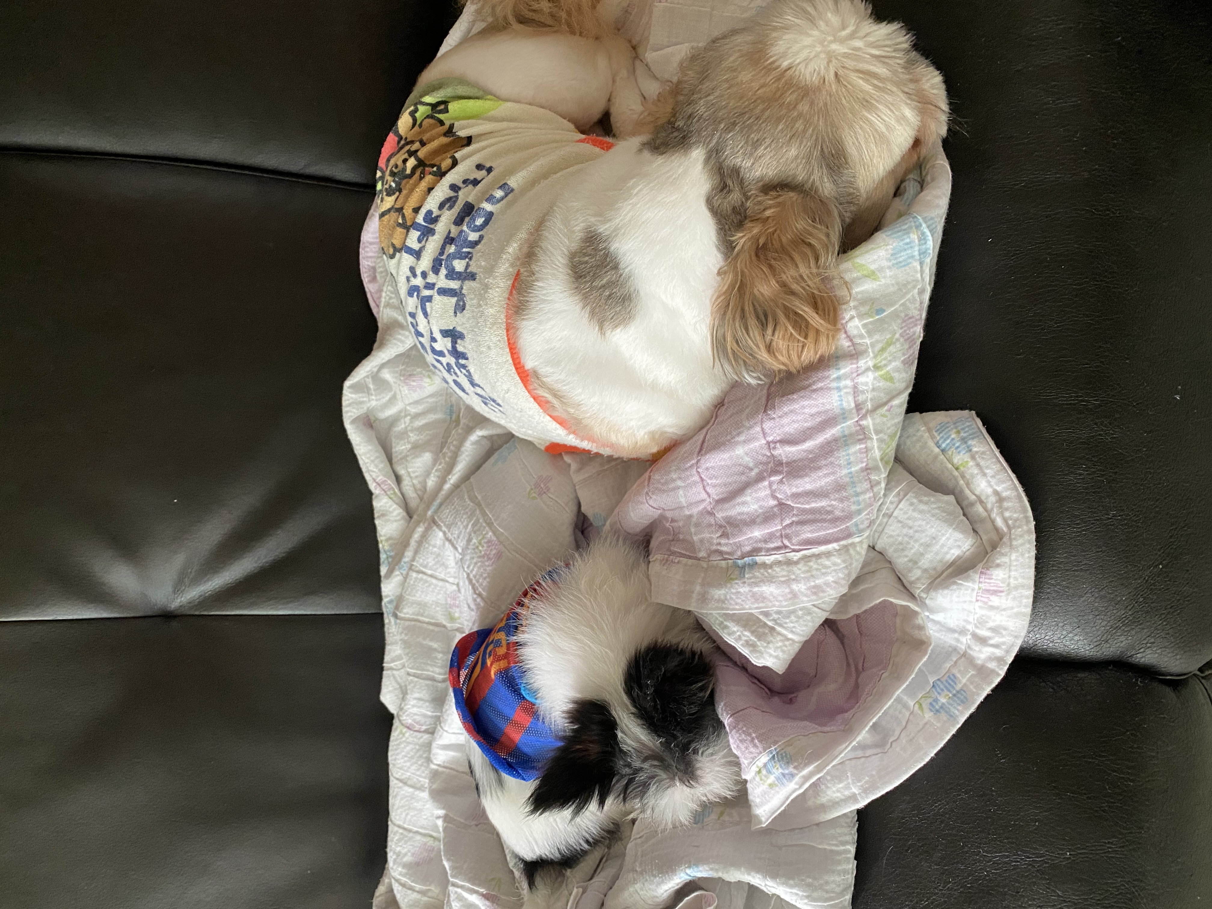 덕호)크림이 근황