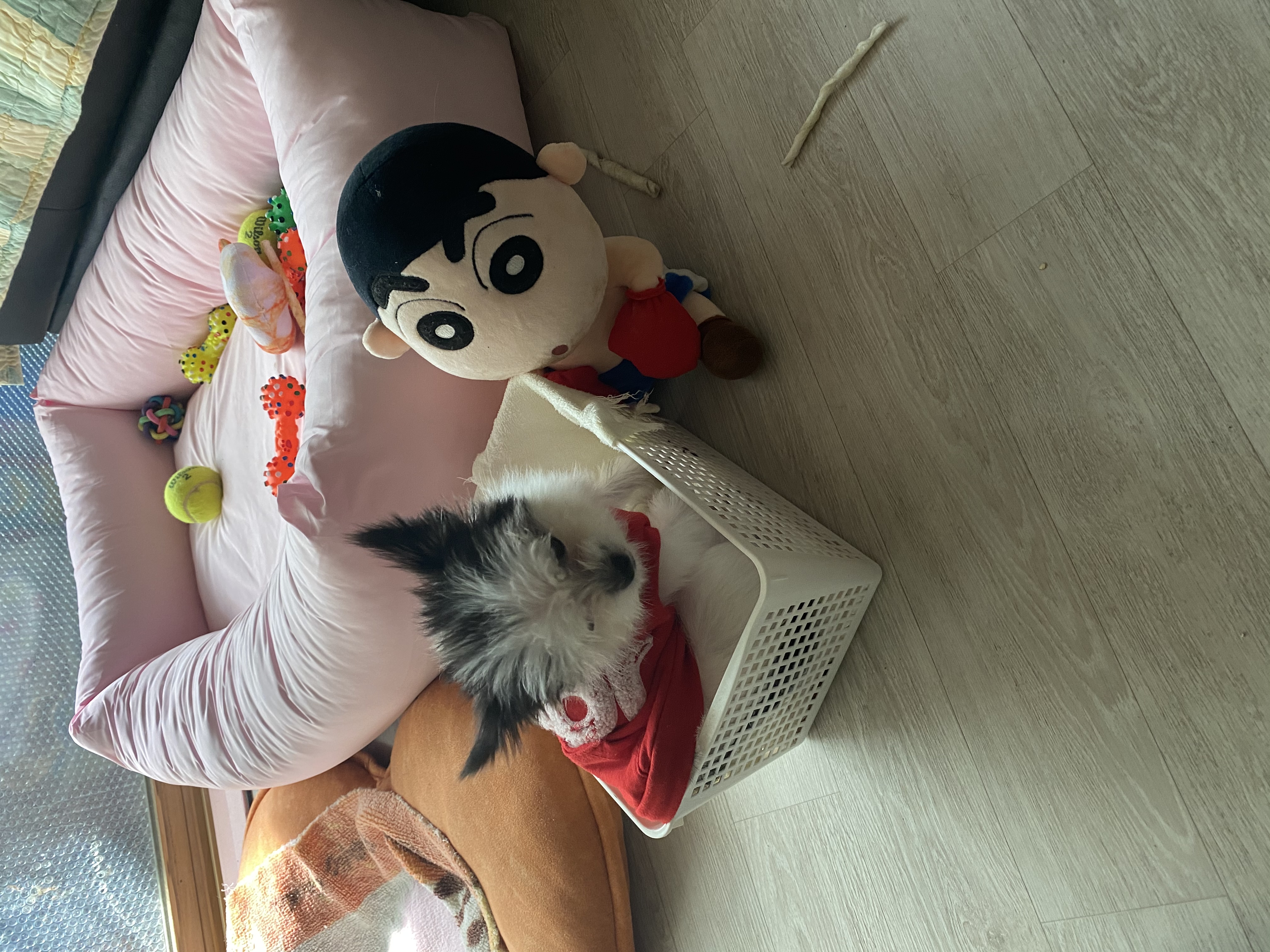 덕호)크림이 근황