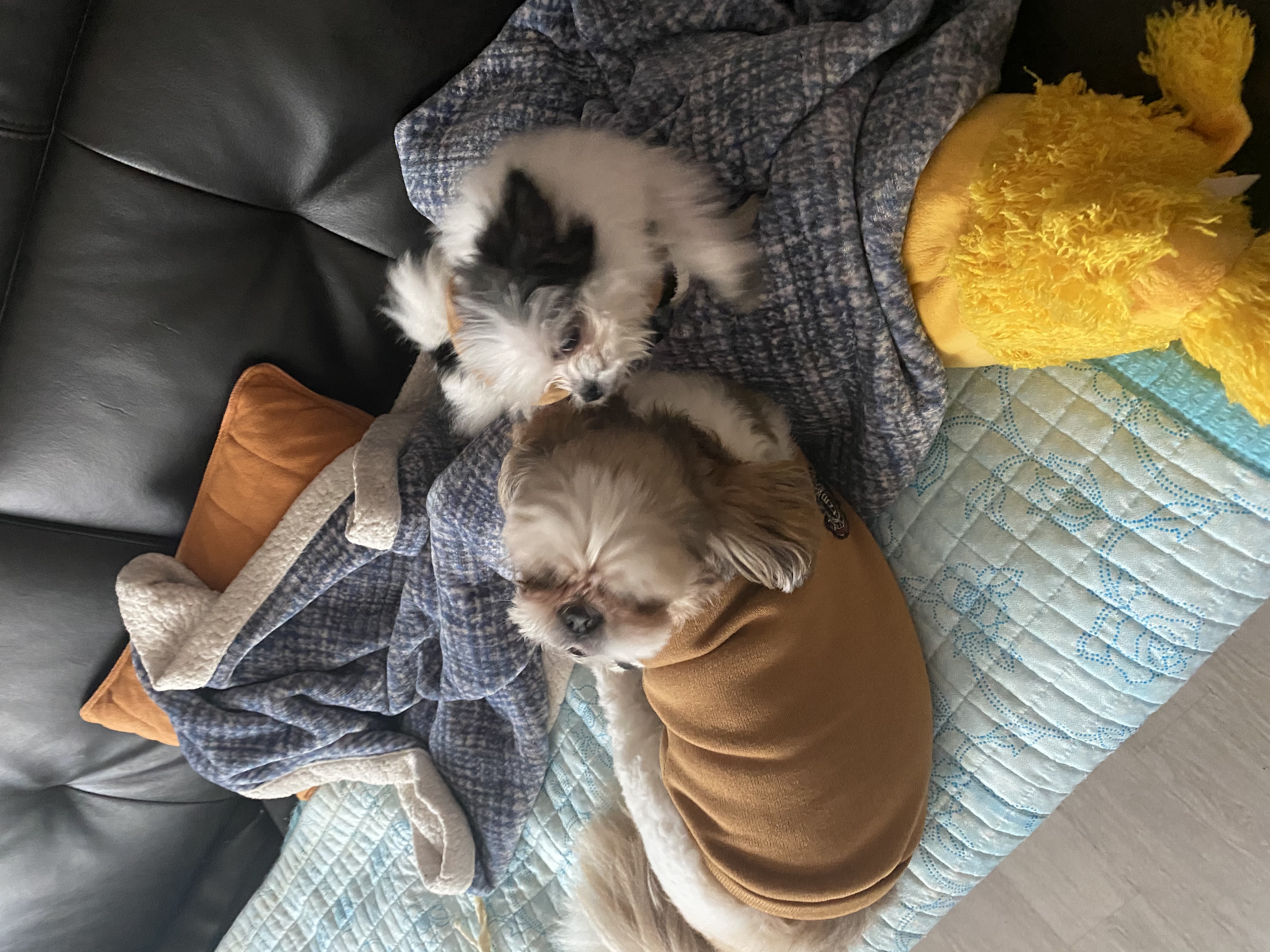 덕호)크림이 근황