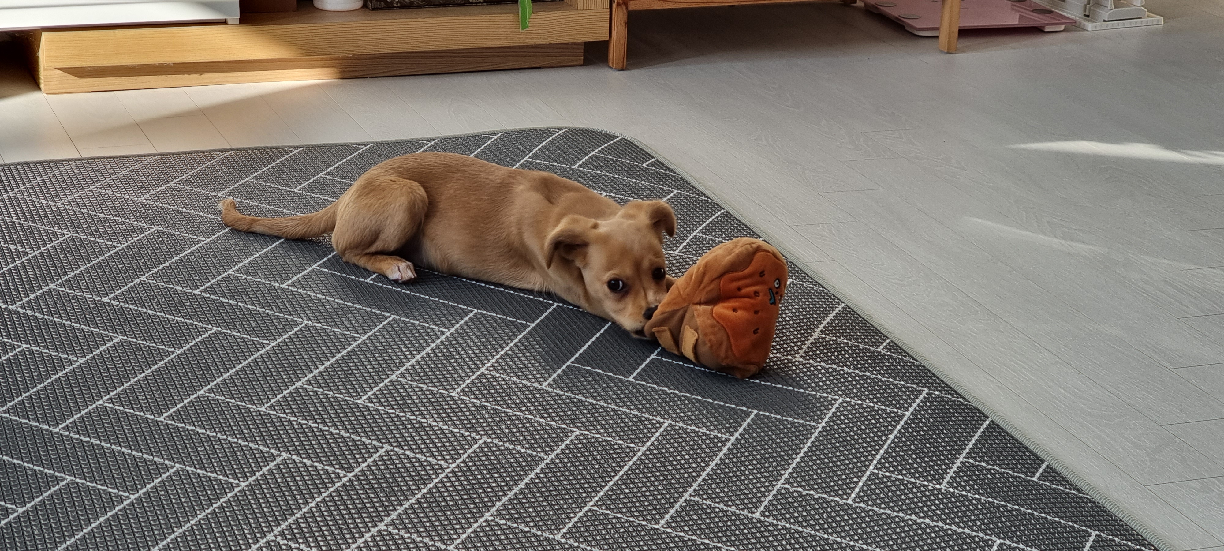 김말이(세미) 입양 후 일주일