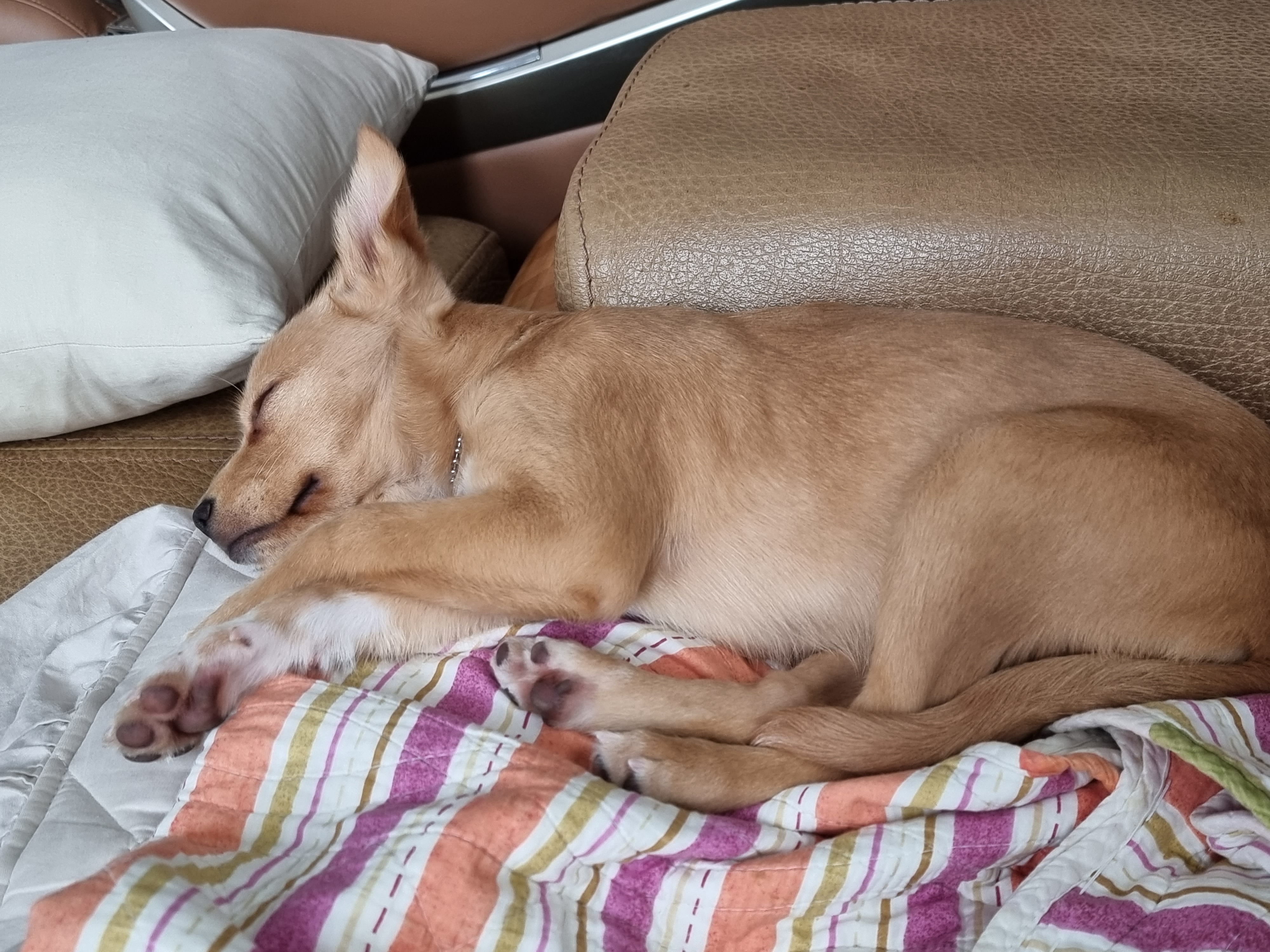 김말이(세미) 입양 후 일주일