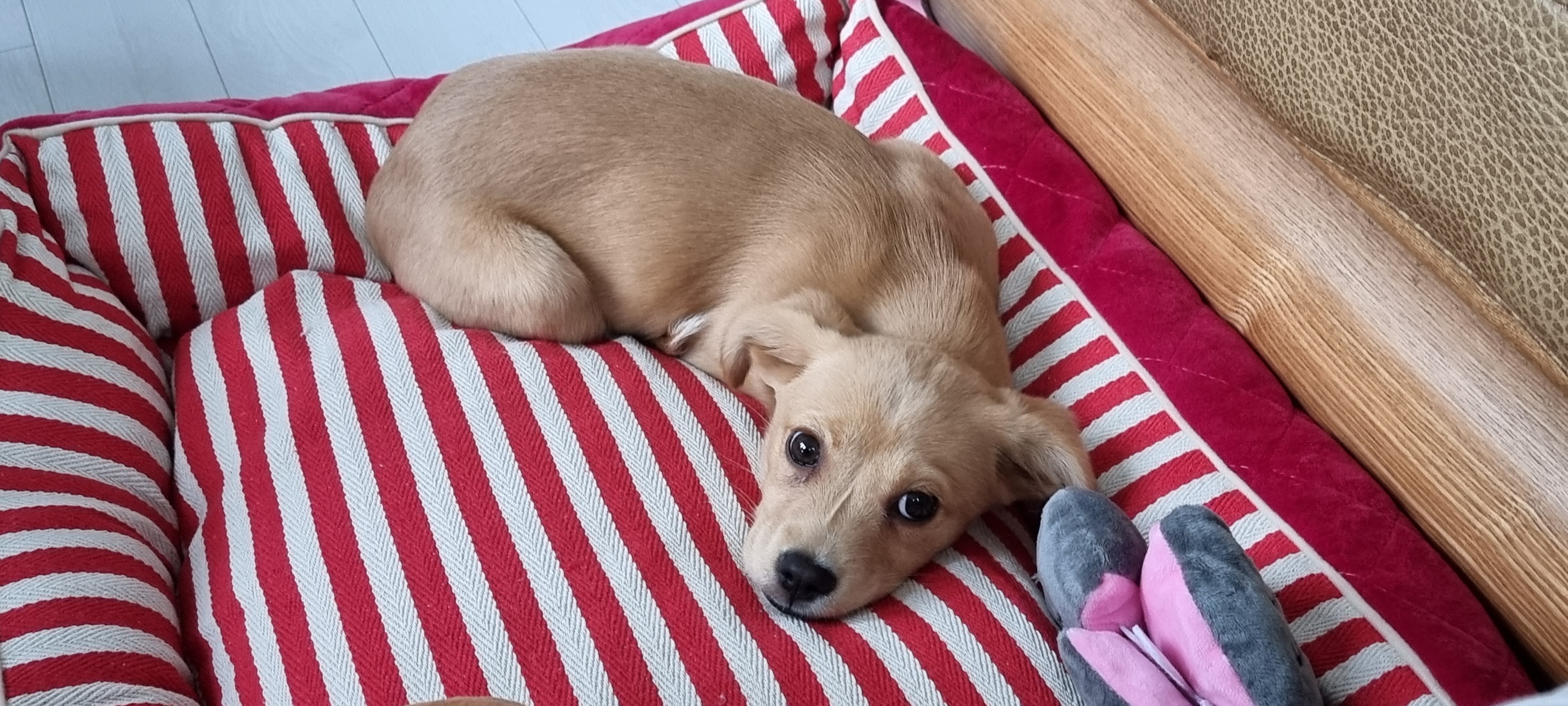 김말이(세미) 입양 후 일주일