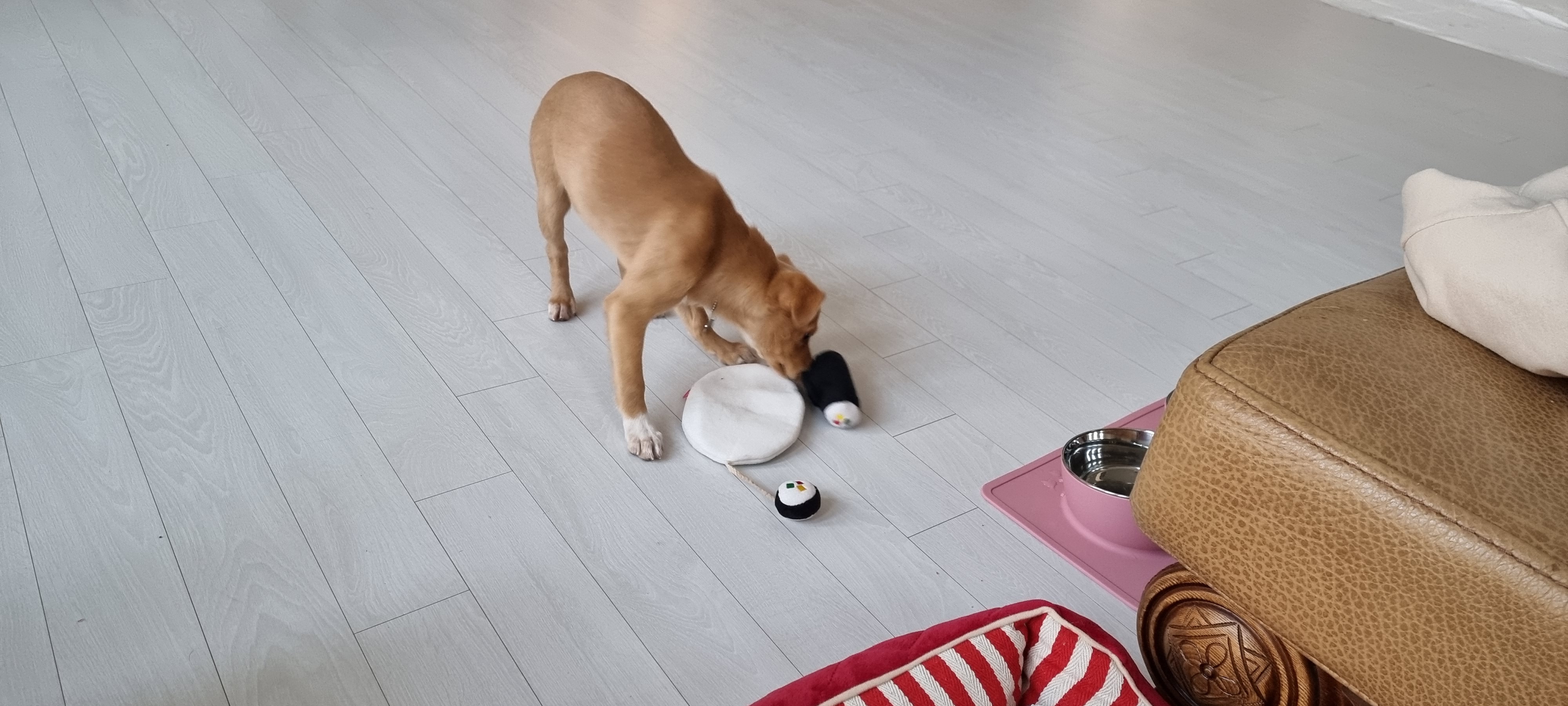 김말이(세미) 입양 후 일주일