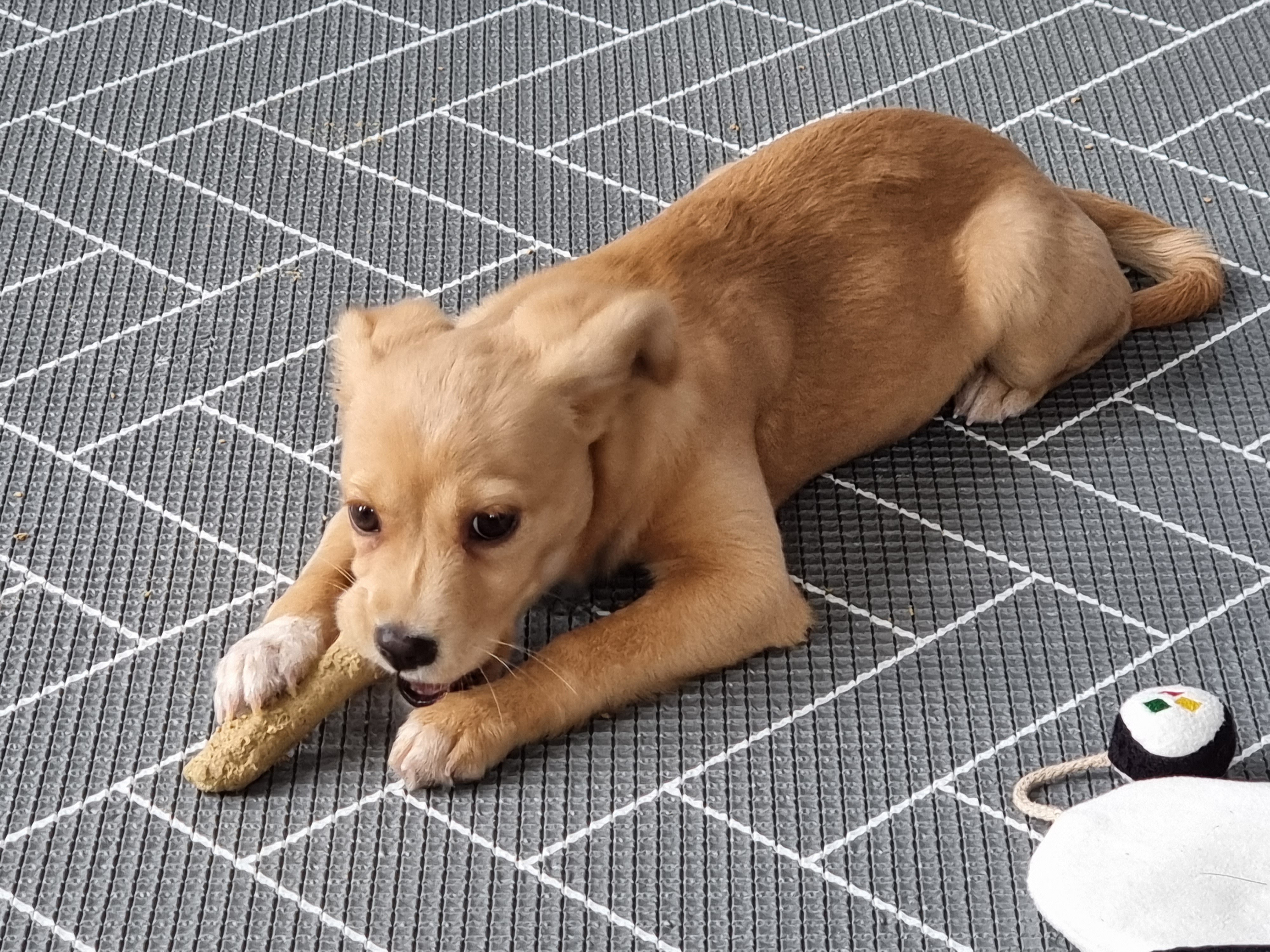 김말이(세미) 입양 후 일주일