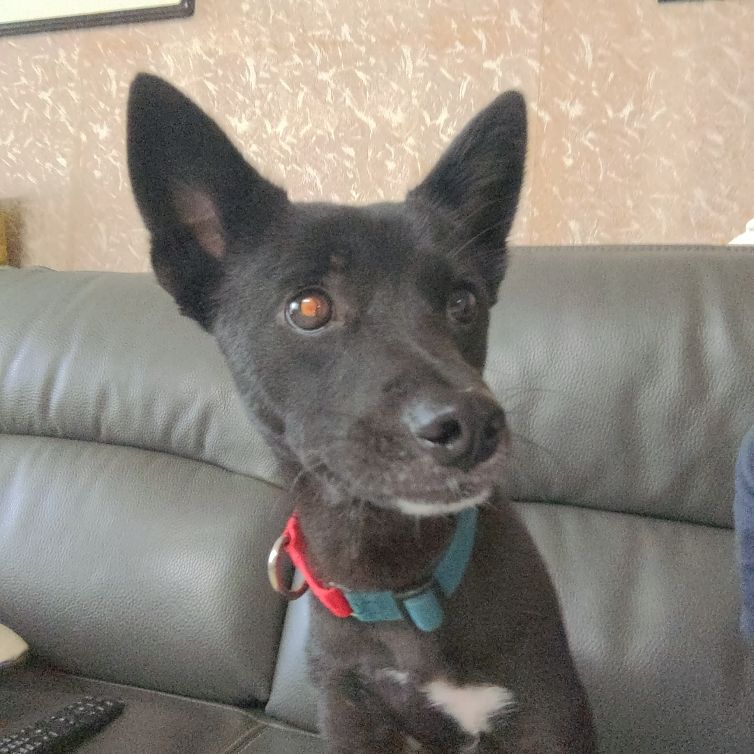 오렌지(트러플) 임보 3달 후기