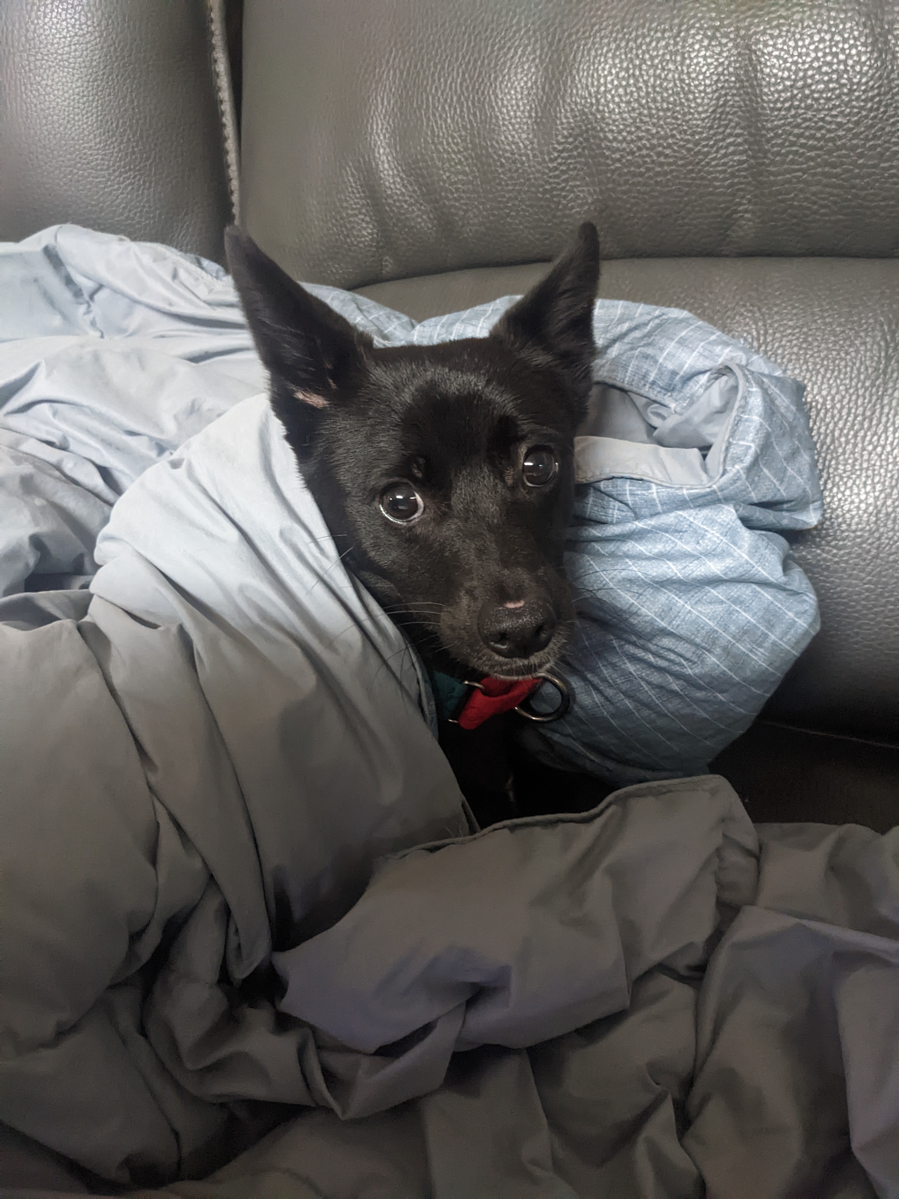 오렌지(트러플) 임보 3달 후기