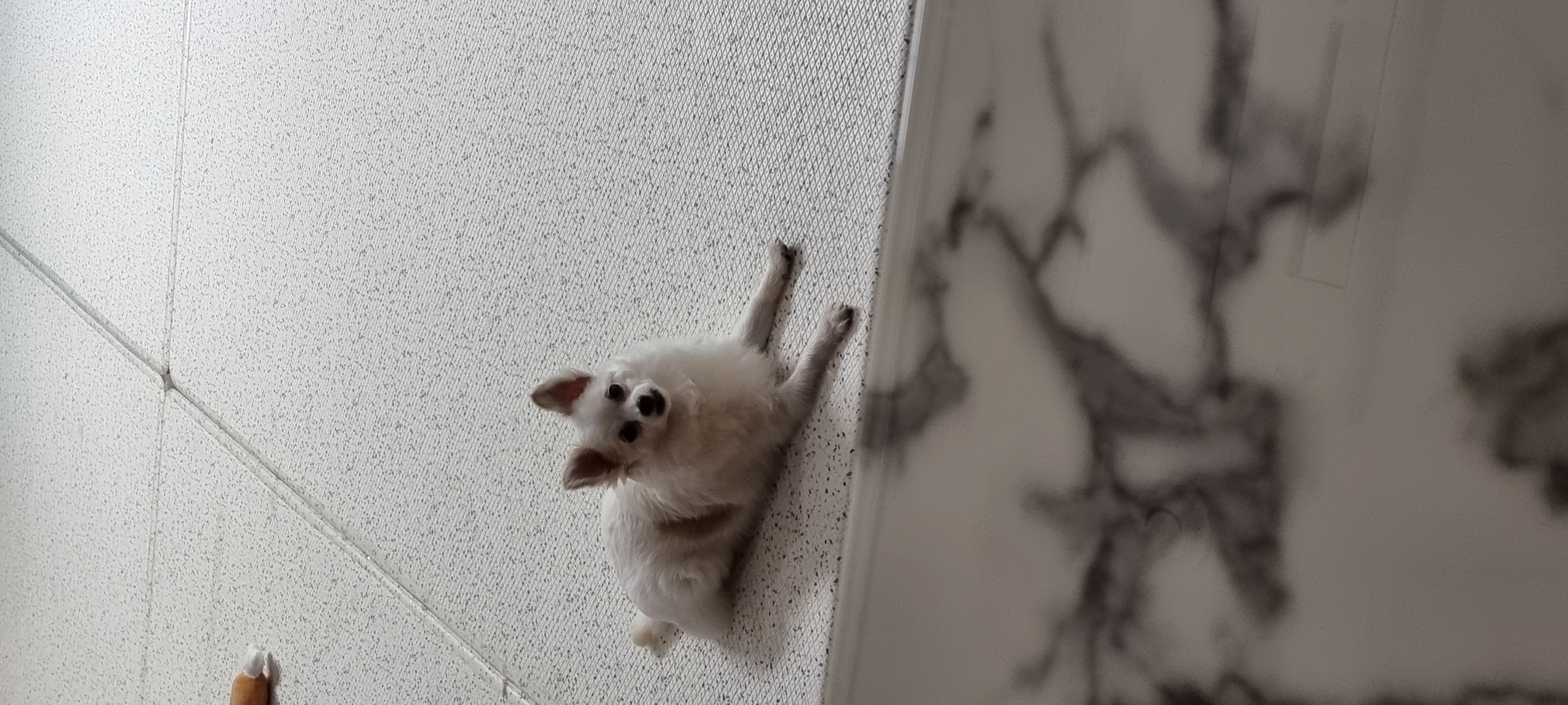 (올리) 3개월 됐어요