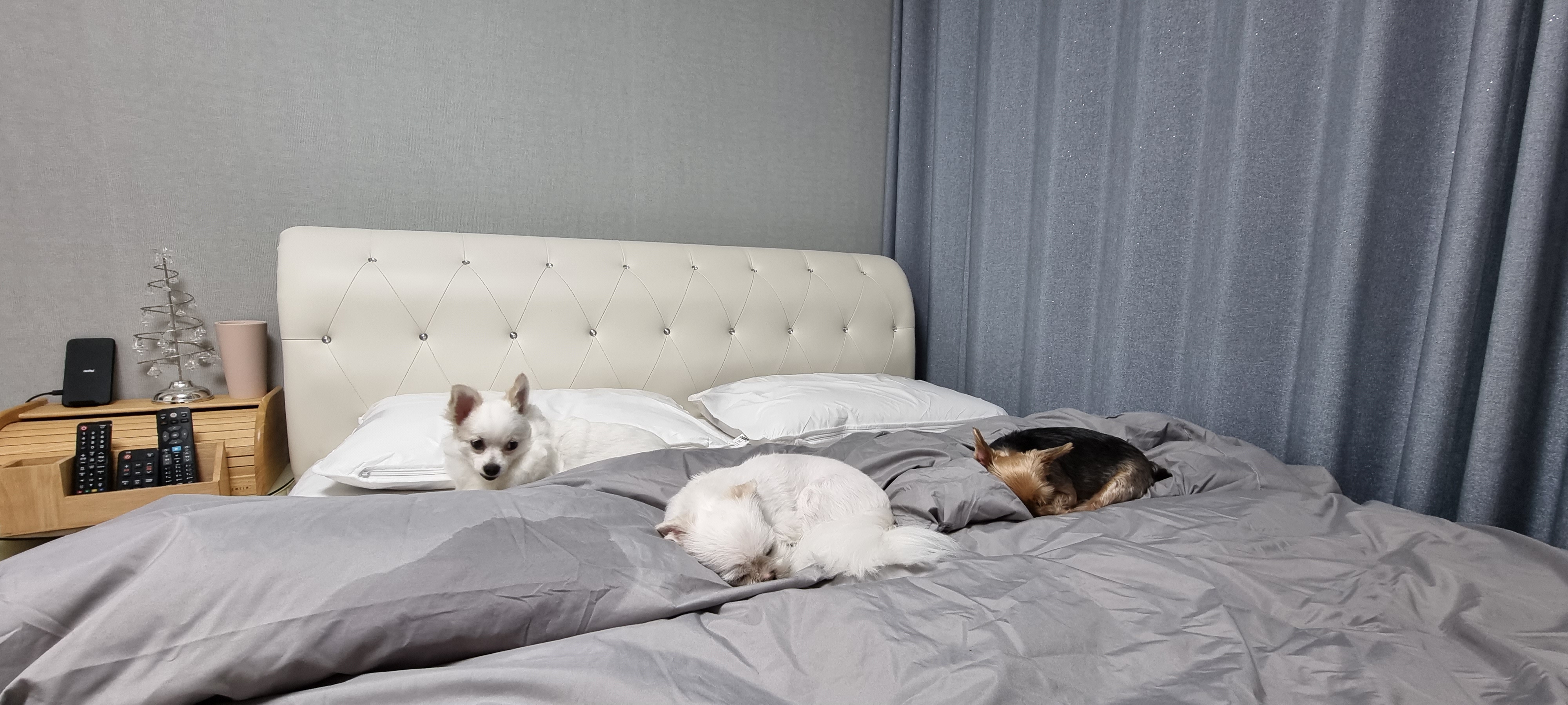 (올리) 3개월 됐어요