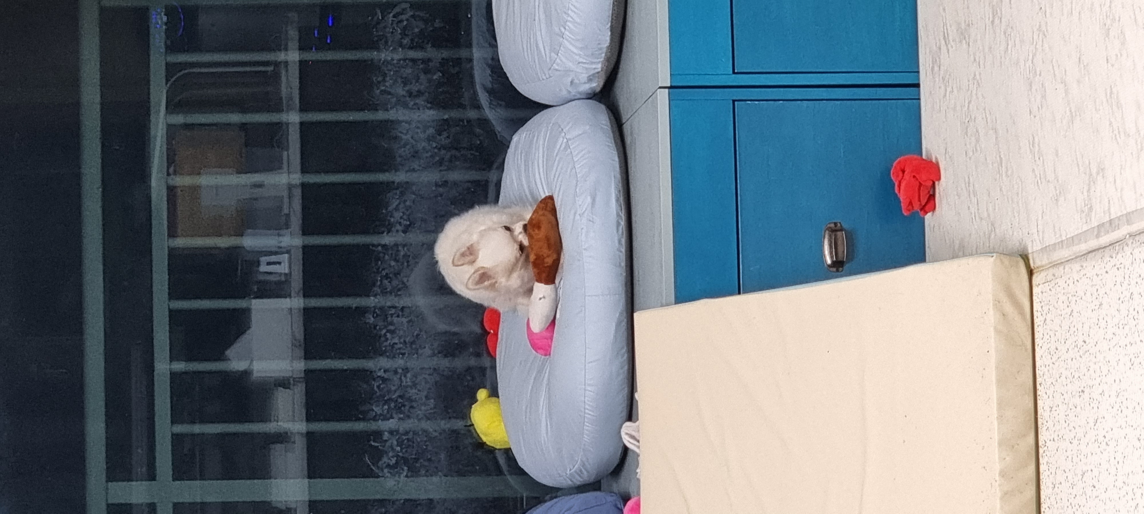 (올리) 3개월 됐어요