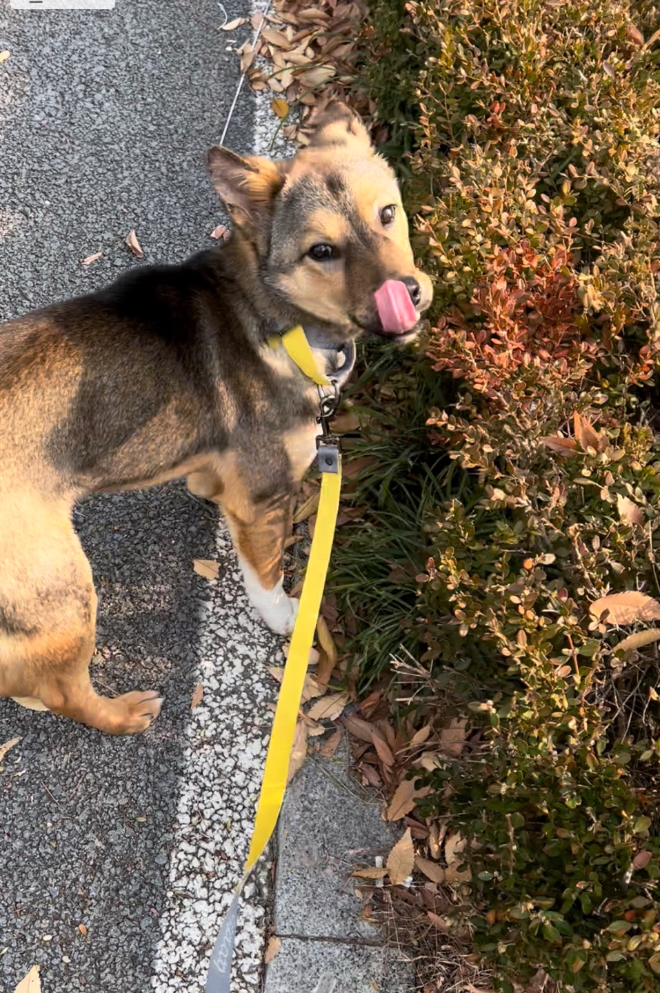 (입양 1주일) 구)강식,  우리 테오 입양 후기 입니다
